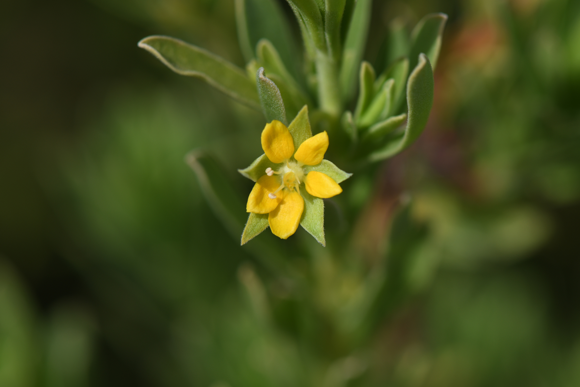 Suriana maritima L. - Photo Bivouac Naturaliste