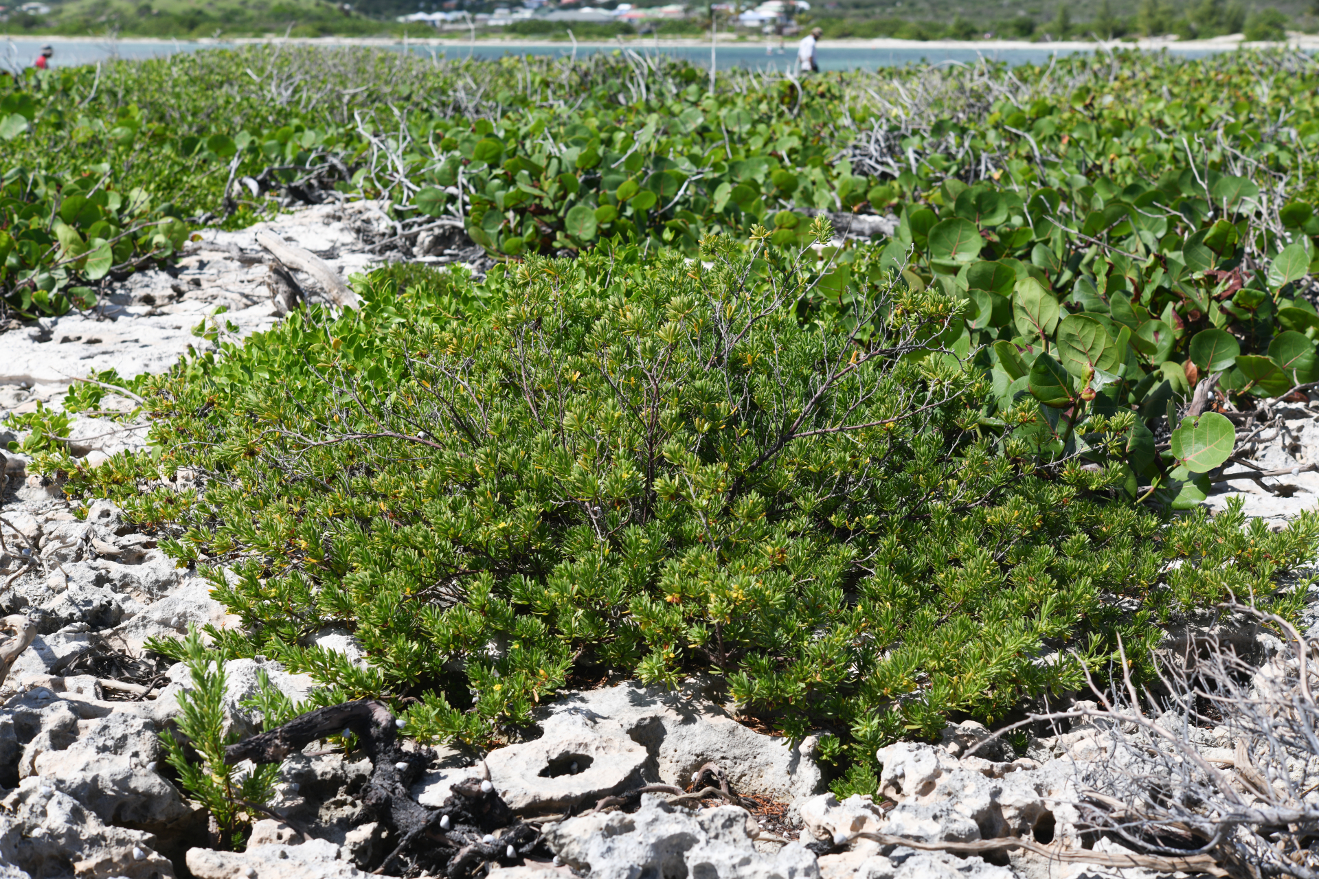 Suriana maritima L. - Photo Bivouac Naturaliste
