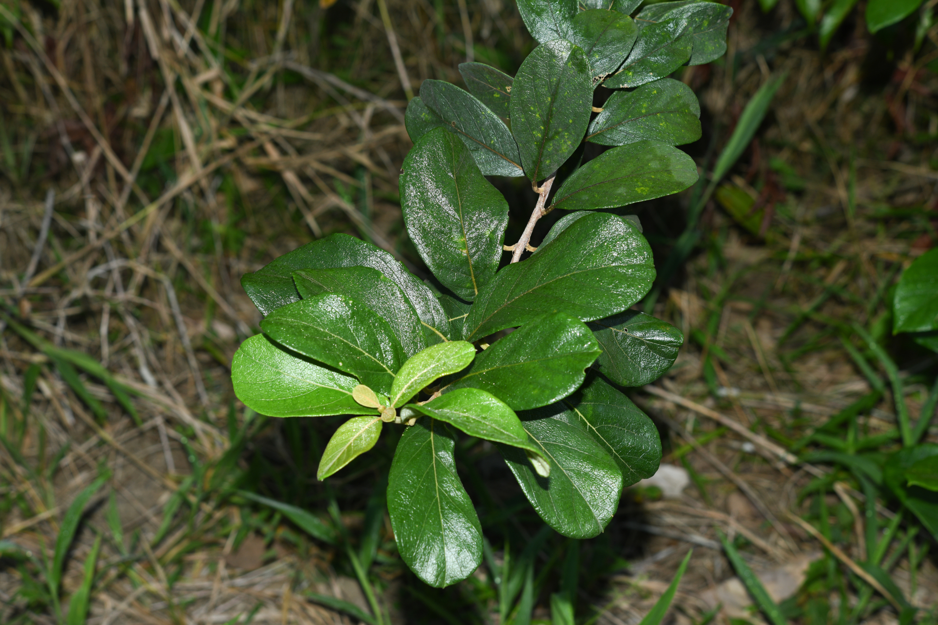 Trigonia villosa var. villosa - Photo Bivouac Naturaliste