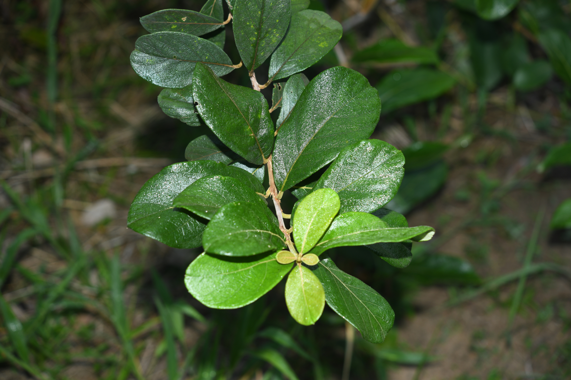 Trigonia villosa var. villosa - Photo Bivouac Naturaliste