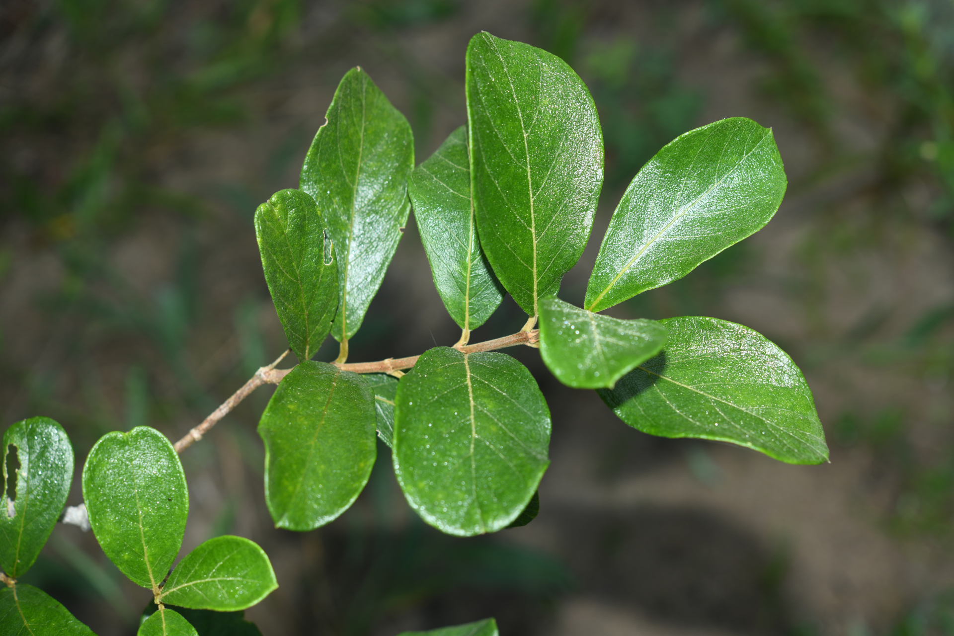 Trigonia villosa var. villosa - Photo Bivouac Naturaliste