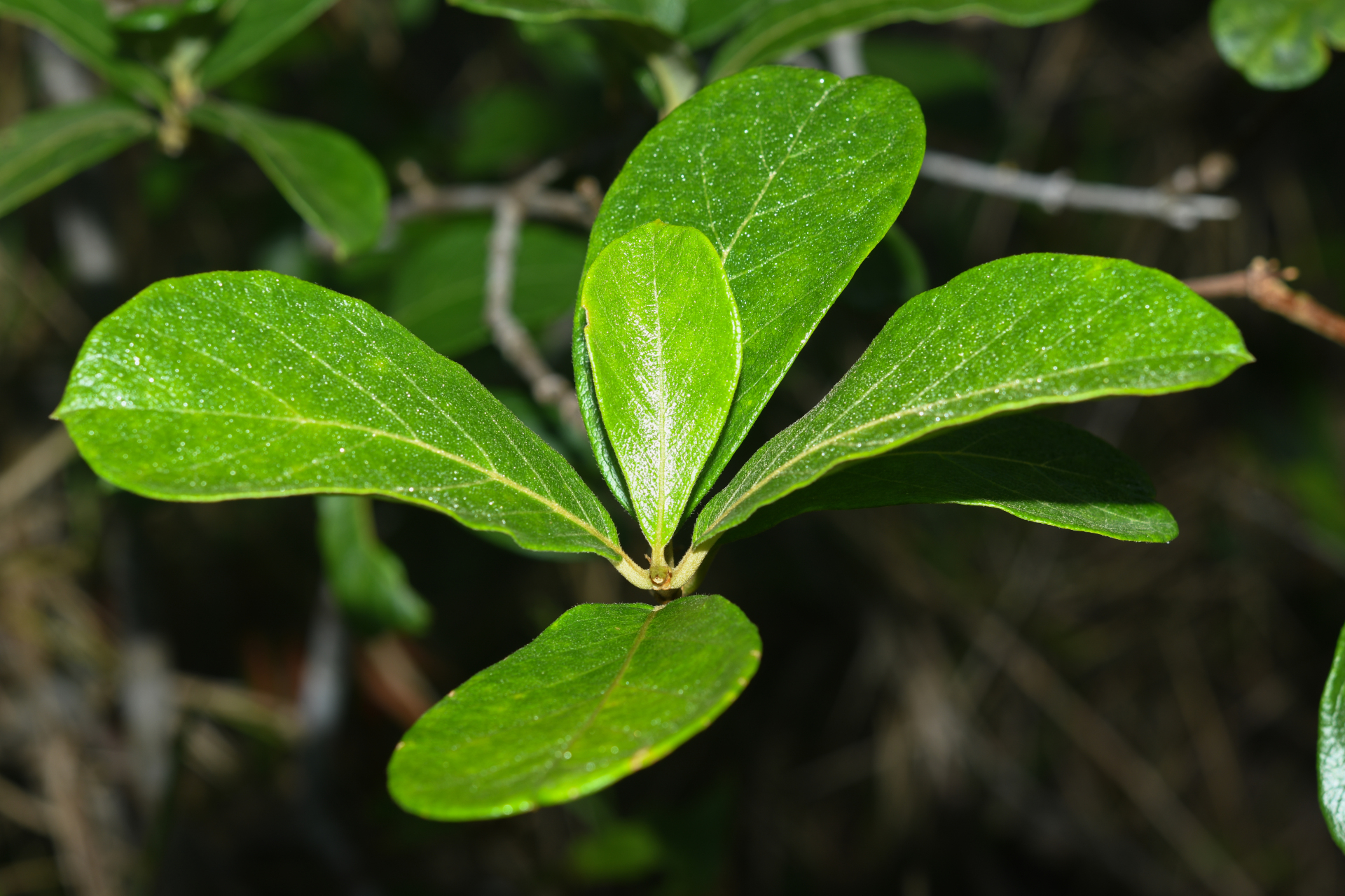 Trigonia villosa var. villosa - Photo Bivouac Naturaliste