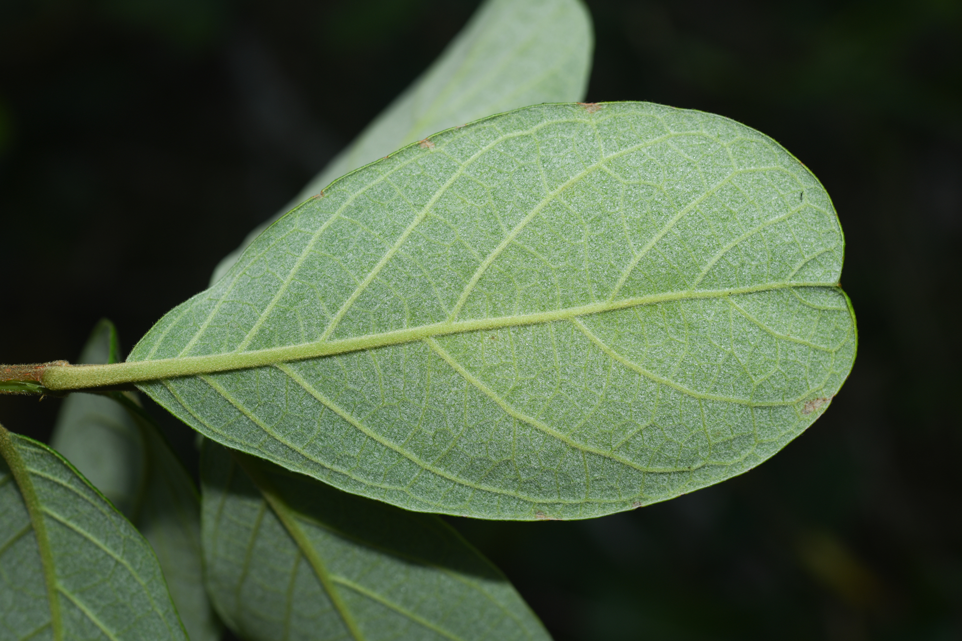 Trigonia villosa var. villosa - Photo Bivouac Naturaliste