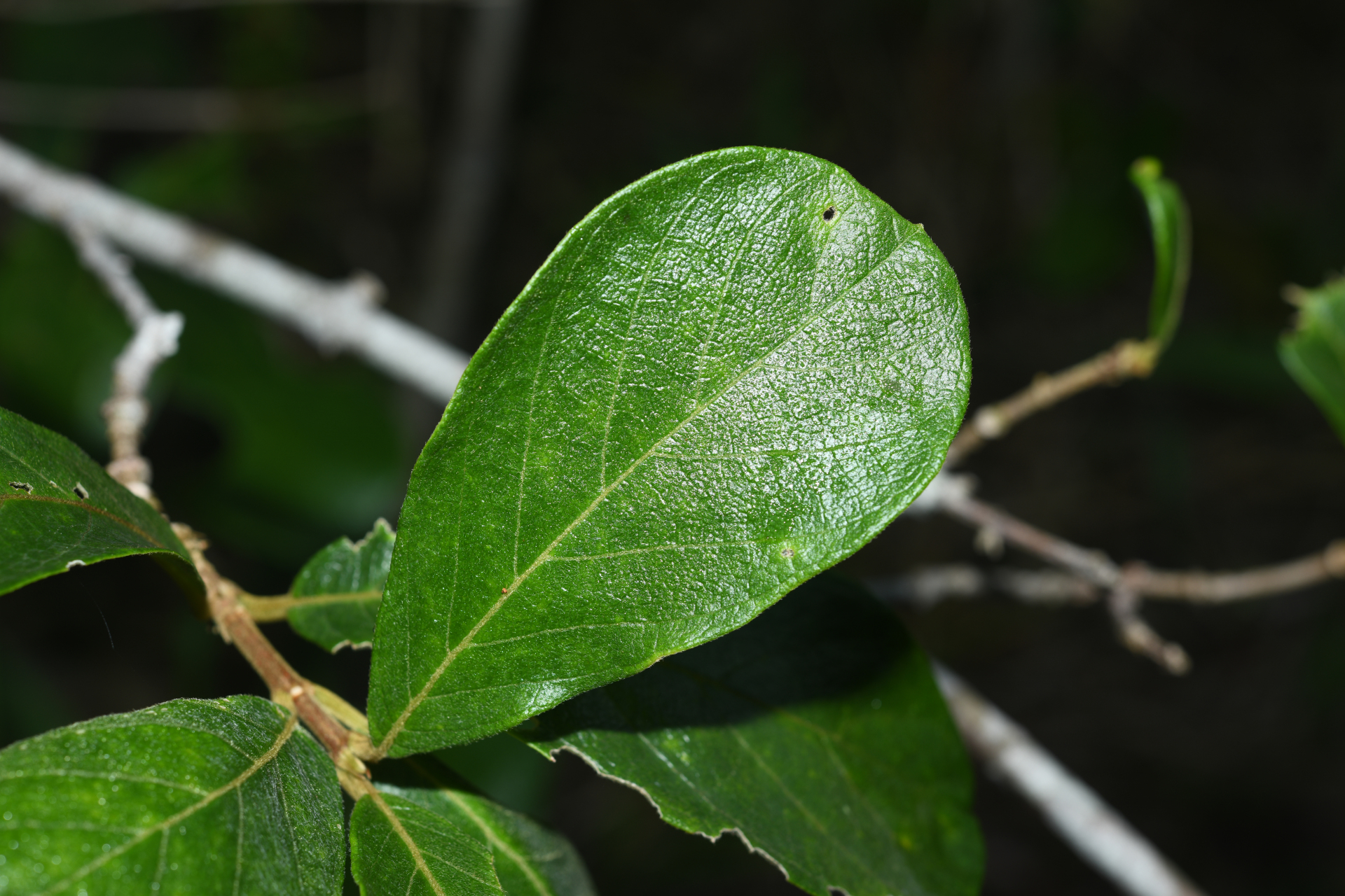 Trigonia villosa var. villosa - Photo Bivouac Naturaliste