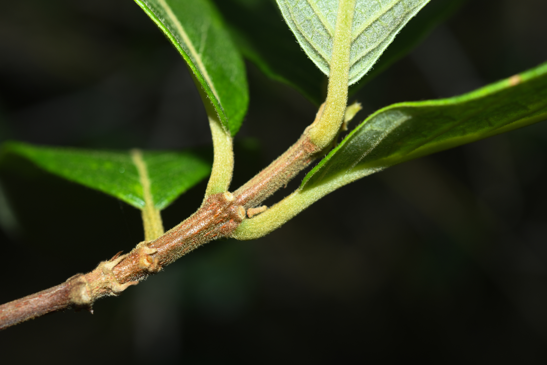 Trigonia villosa var. villosa - Photo Bivouac Naturaliste