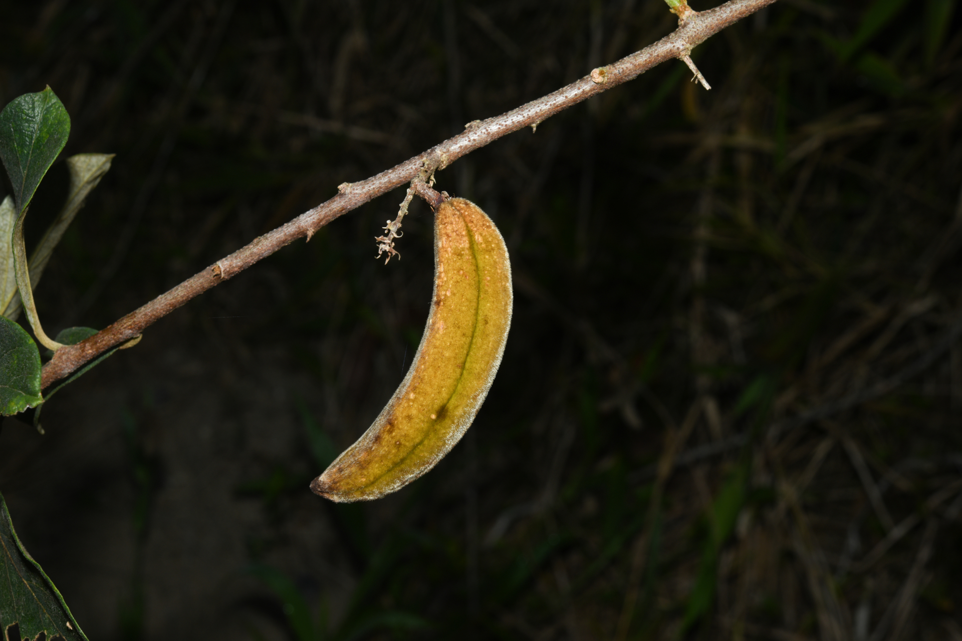 Trigonia villosa var. villosa - Photo Bivouac Naturaliste