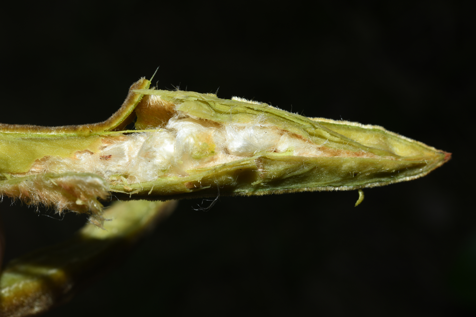 Trigonia villosa var. villosa - Photo Bivouac Naturaliste