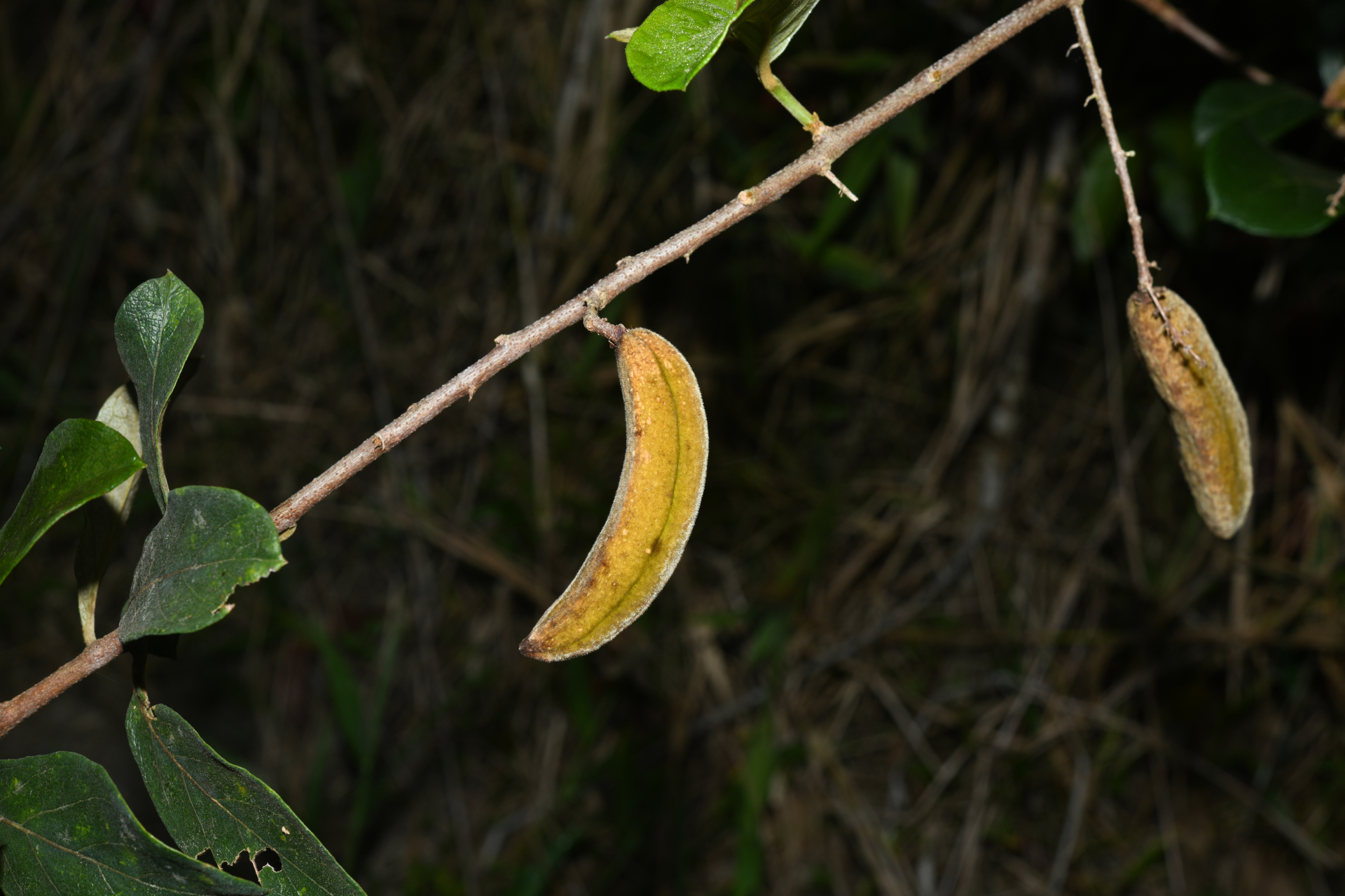 Trigonia villosa var. villosa - Photo Bivouac Naturaliste