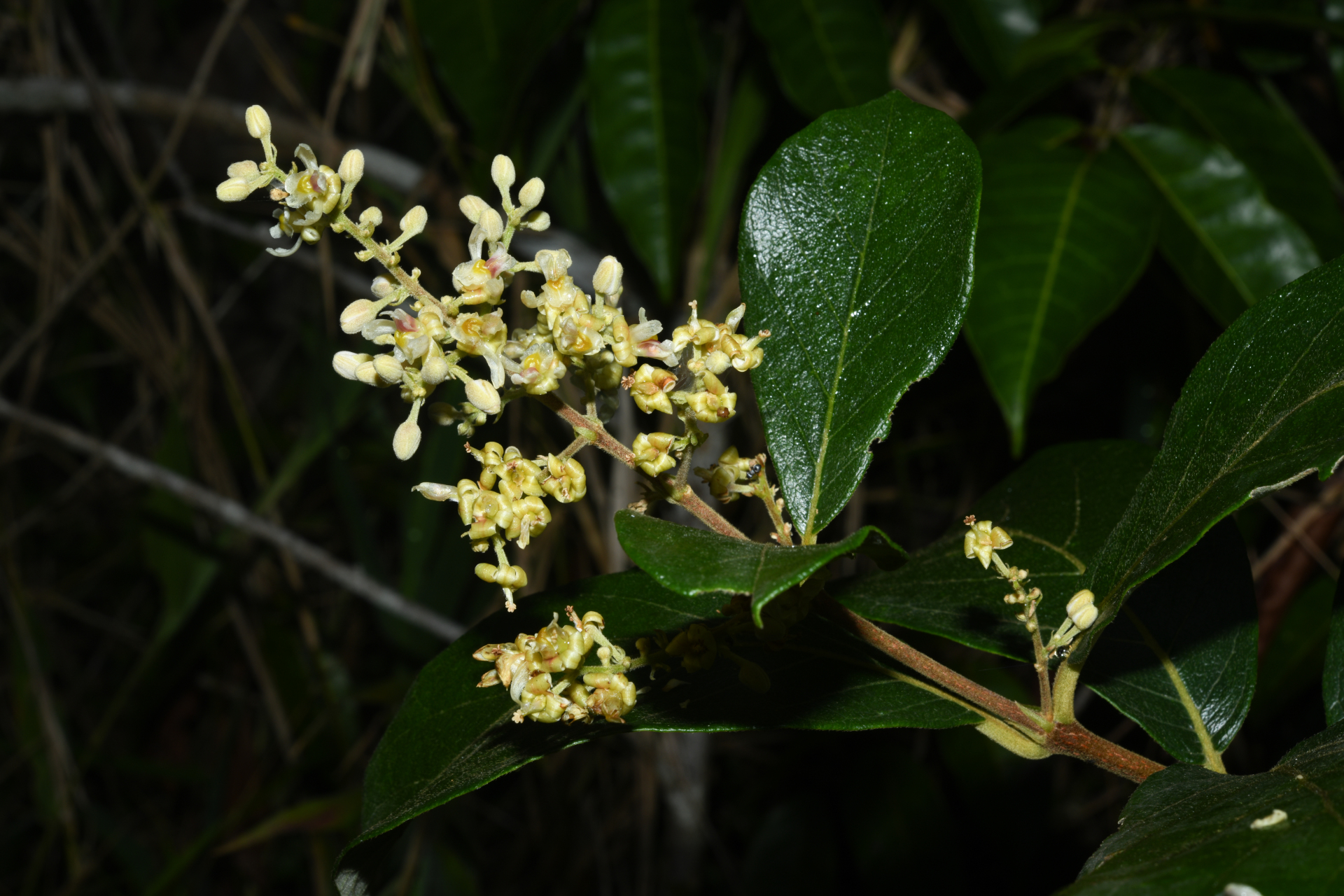 Trigonia villosa var. villosa - Photo Bivouac Naturaliste
