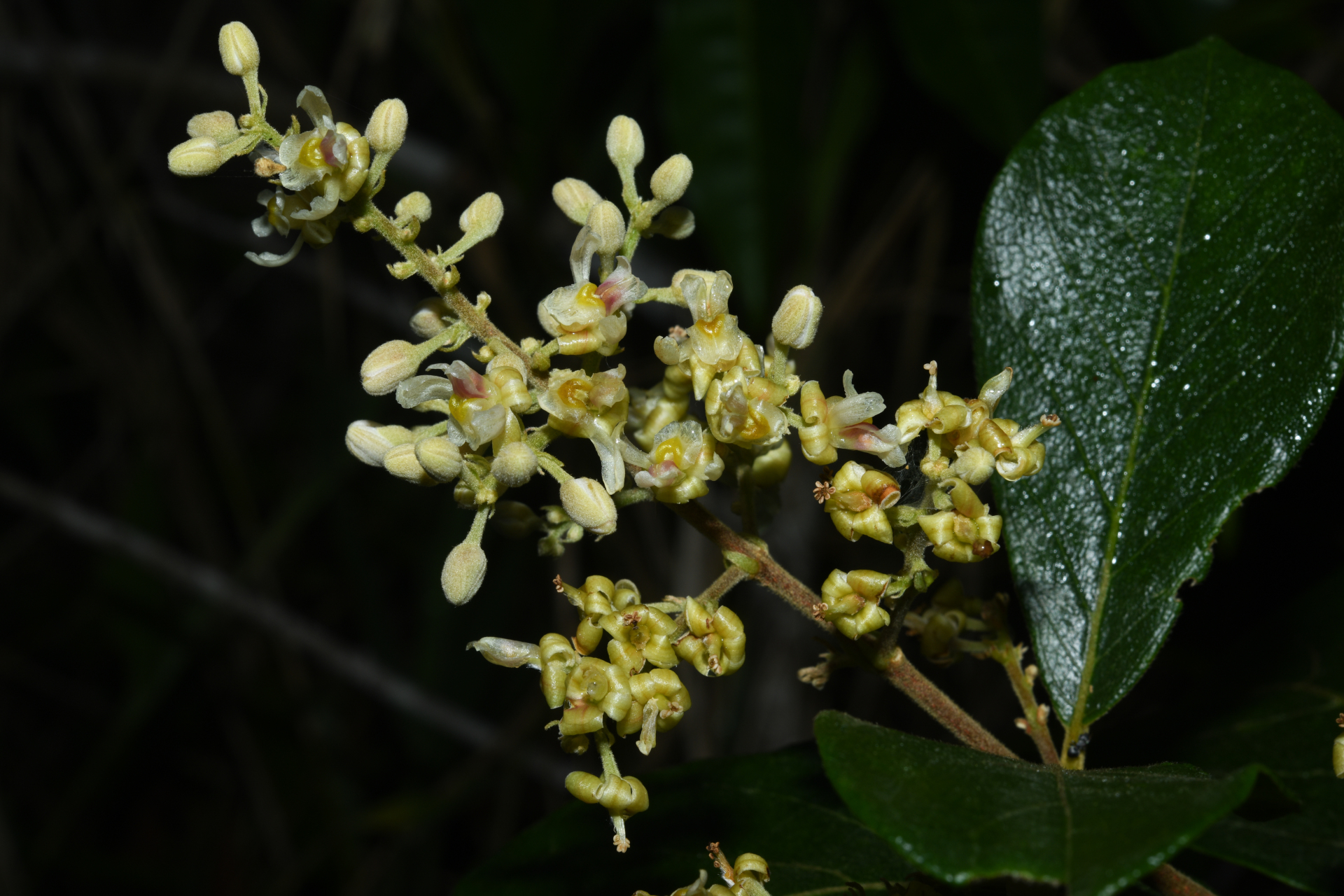 Trigonia villosa var. villosa - Photo Bivouac Naturaliste