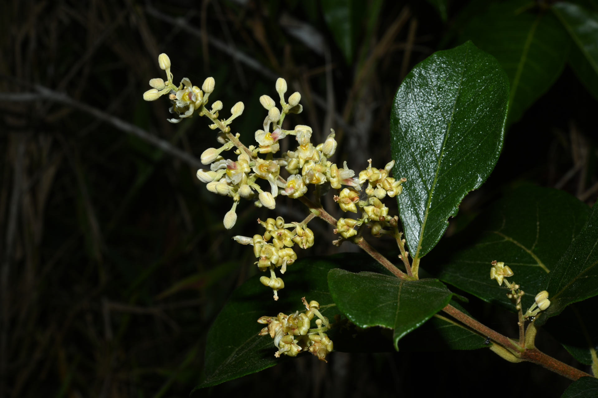 Trigonia villosa var. villosa - Photo Bivouac Naturaliste