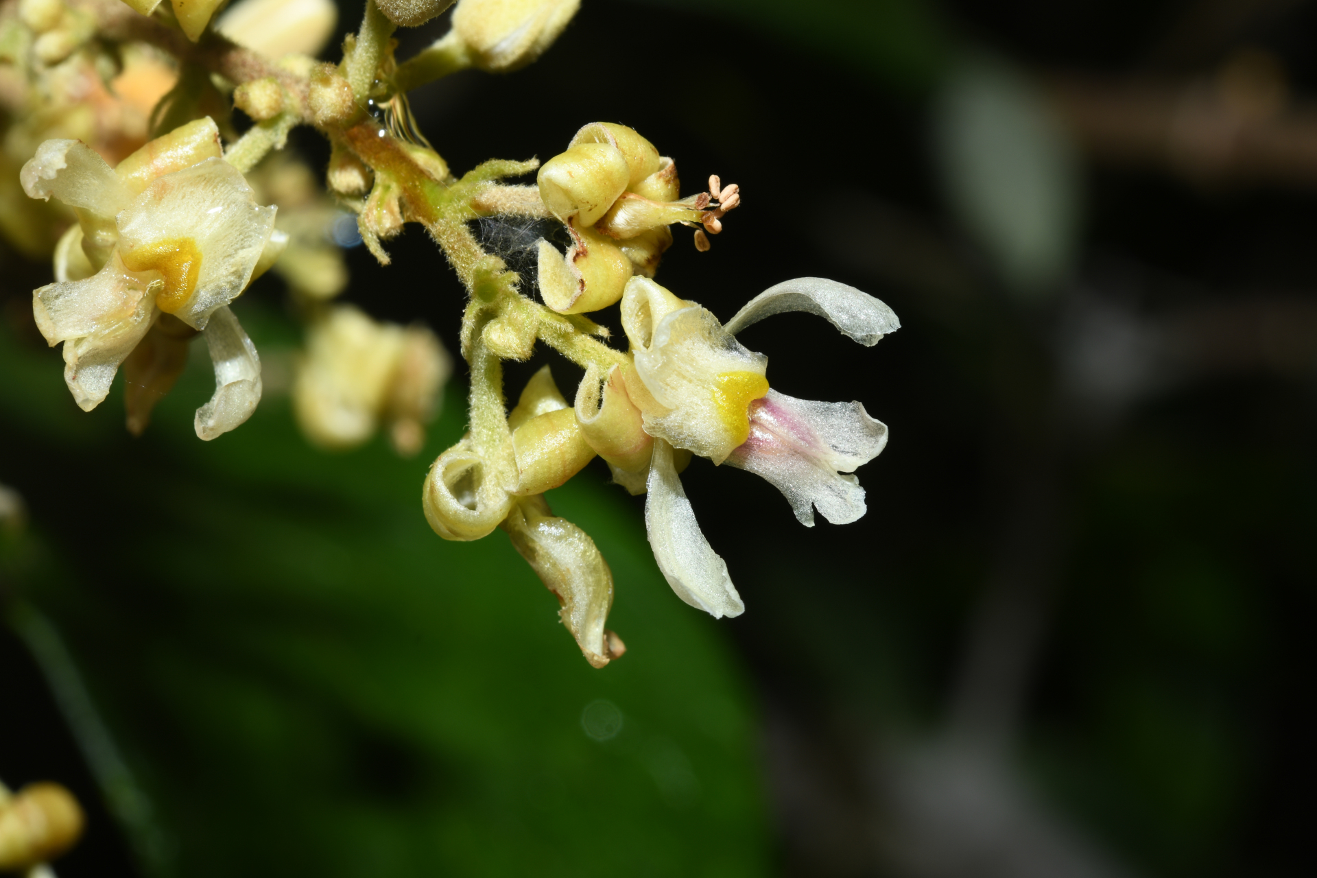 Trigonia villosa var. villosa - Photo Bivouac Naturaliste