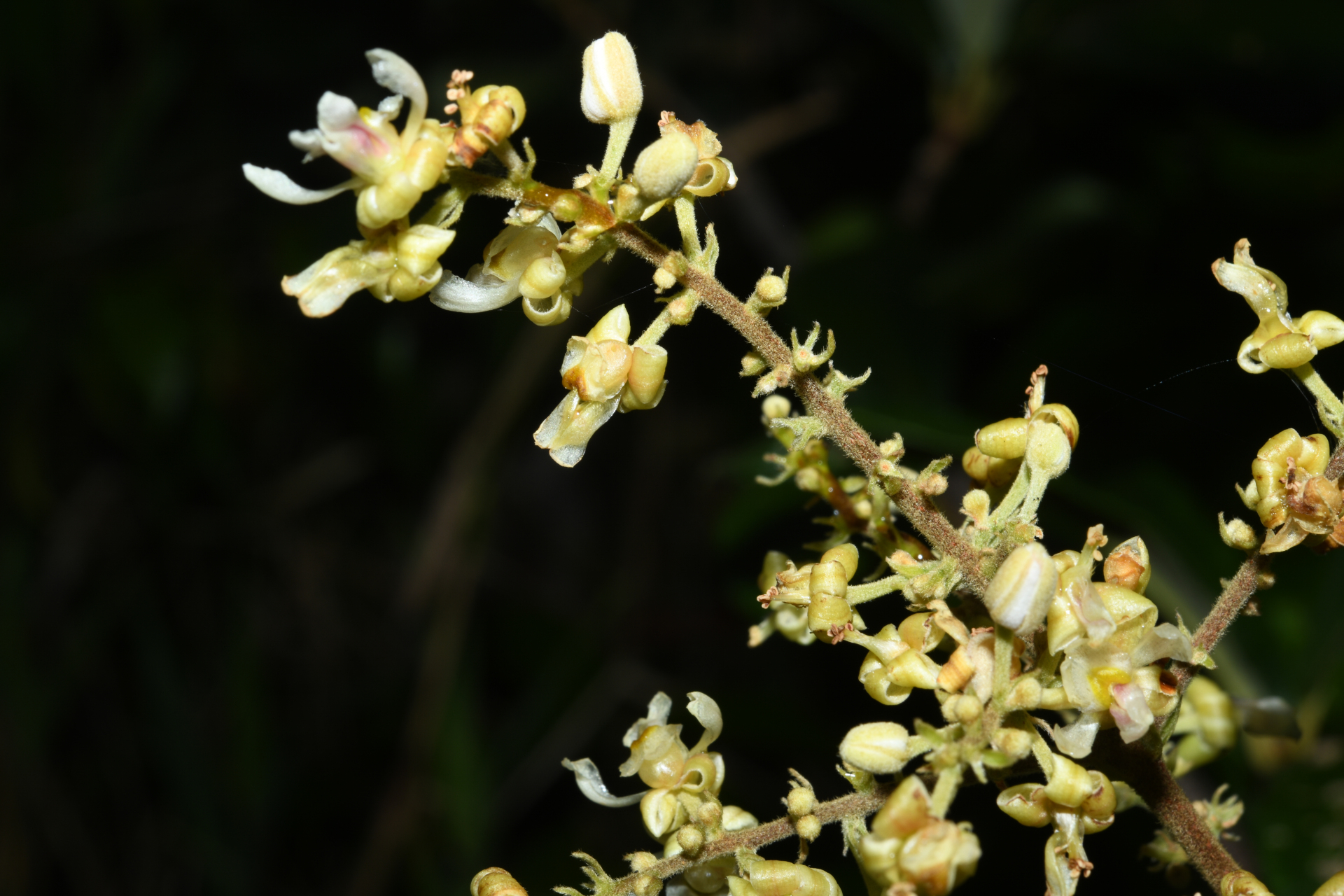 Trigonia villosa var. villosa - Photo Bivouac Naturaliste