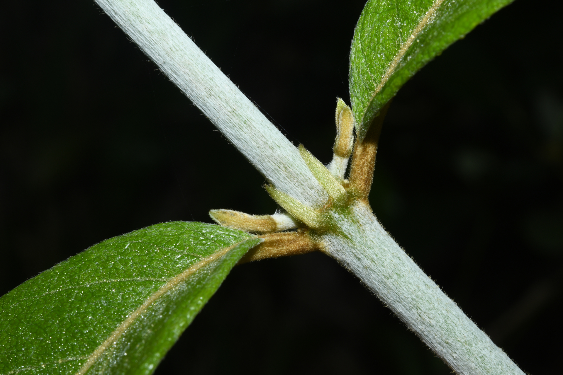 Trigonia villosa var. villosa - Photo Bivouac Naturaliste