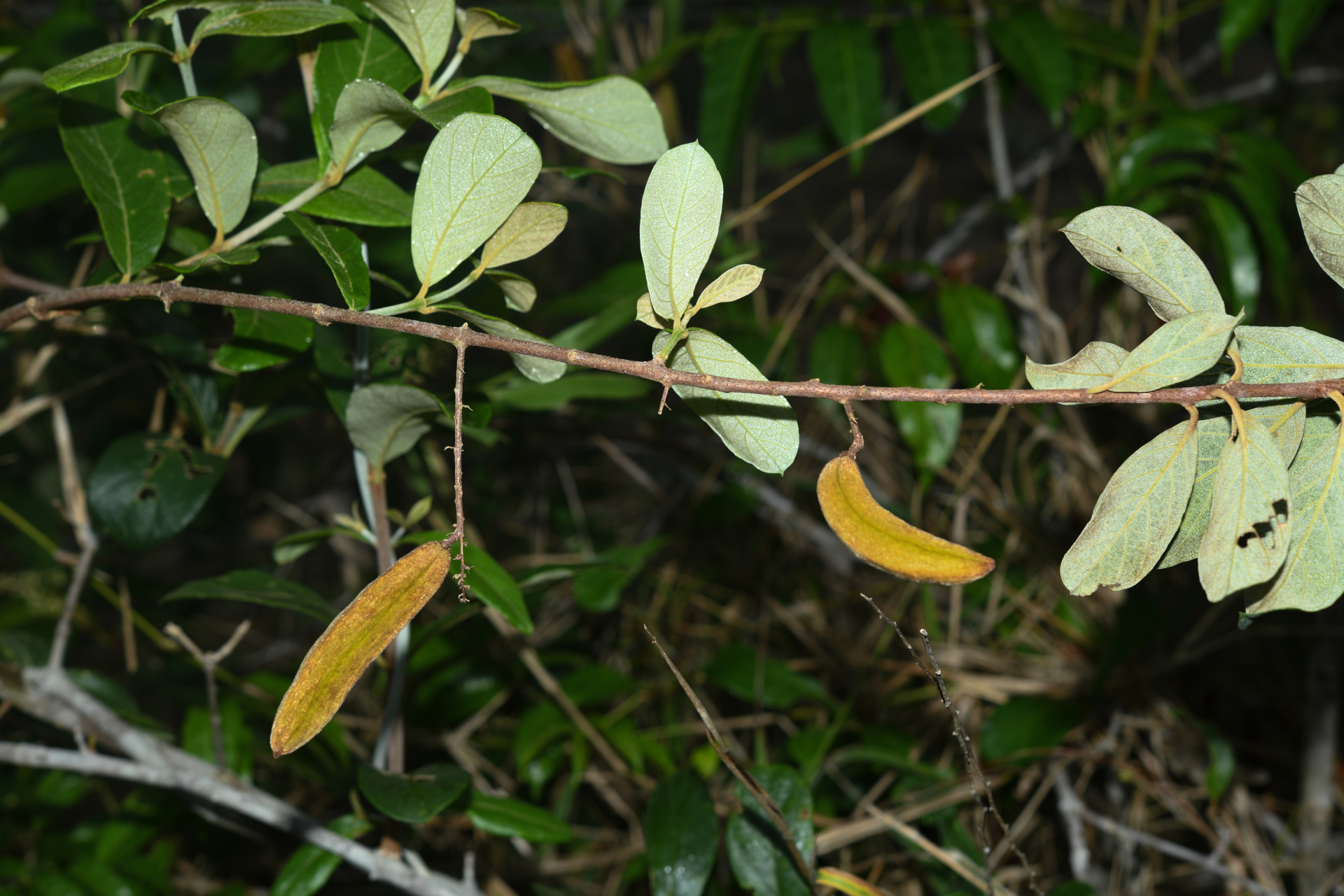 Trigonia villosa var. villosa - Photo Bivouac Naturaliste