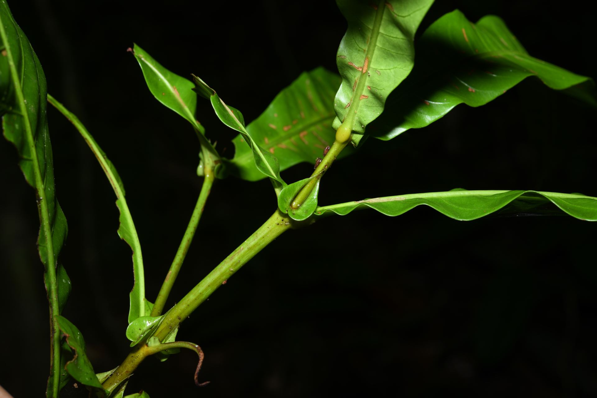 Quiina sessilis Choisy, Planch. & Triana - Photo Bivouac Naturaliste