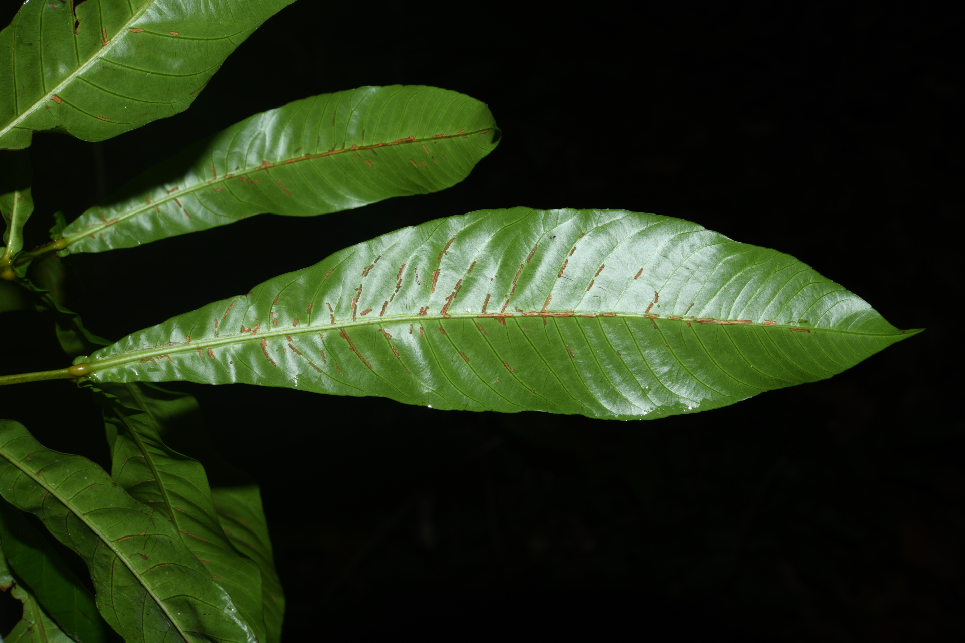 Quiina sessilis Choisy, Planch. & Triana - Photo Bivouac Naturaliste