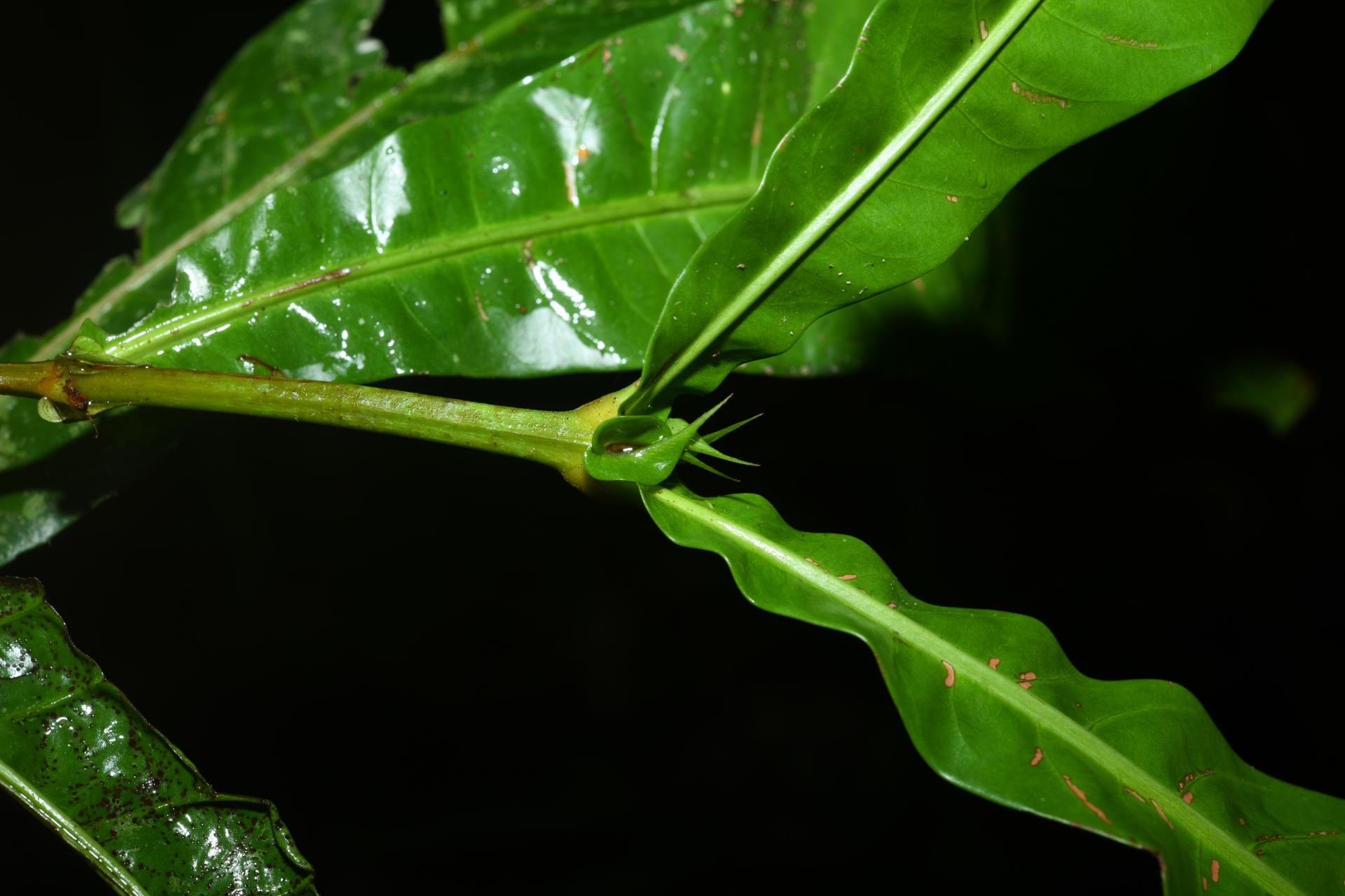 Quiina sessilis Choisy, Planch. & Triana - Photo Bivouac Naturaliste