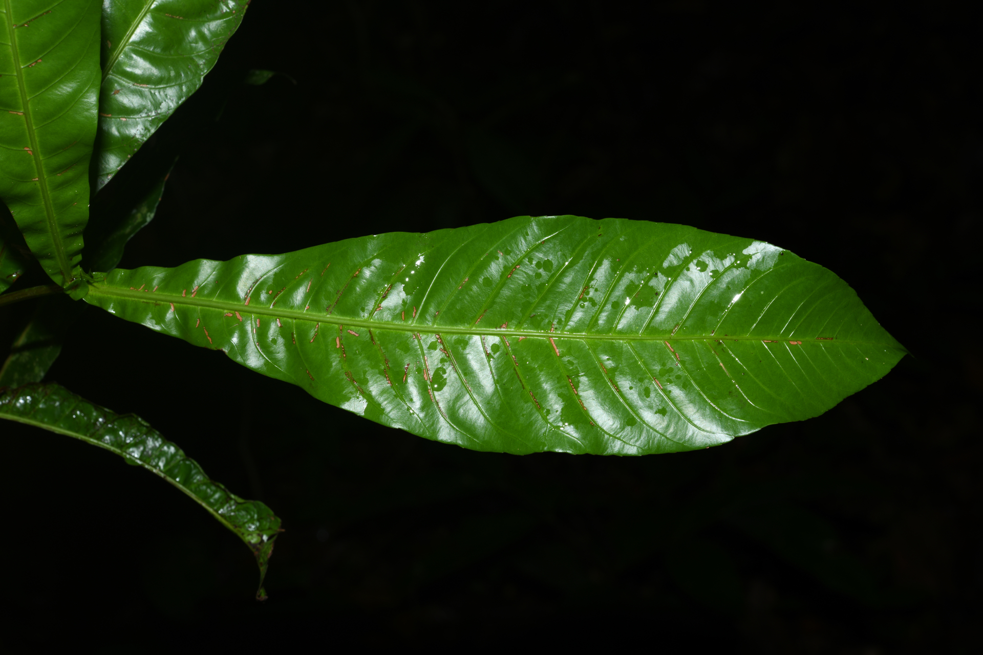 Quiina sessilis Choisy, Planch. & Triana - Photo Bivouac Naturaliste