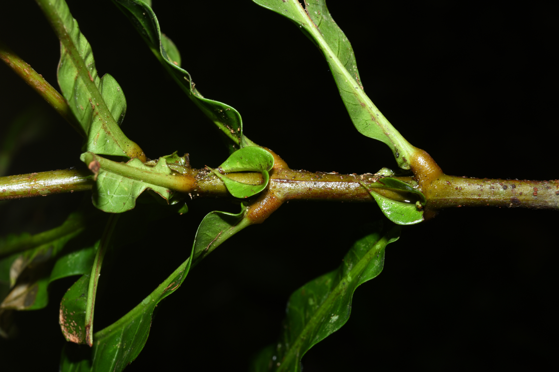 Quiina sessilis Choisy, Planch. & Triana - Photo Bivouac Naturaliste