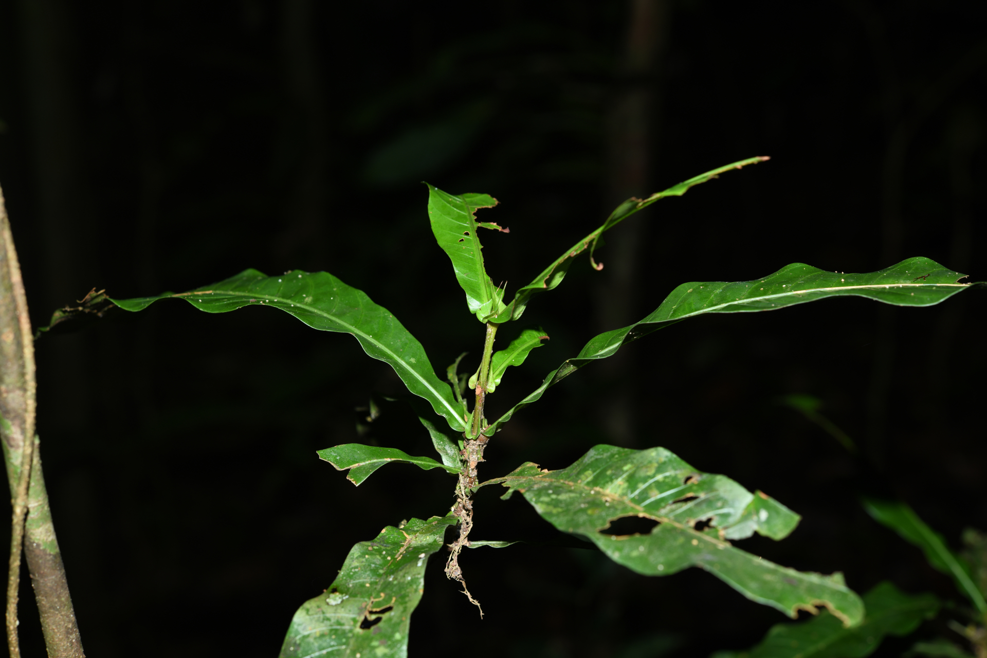 Quiina sessilis Choisy, Planch. & Triana - Photo Bivouac Naturaliste