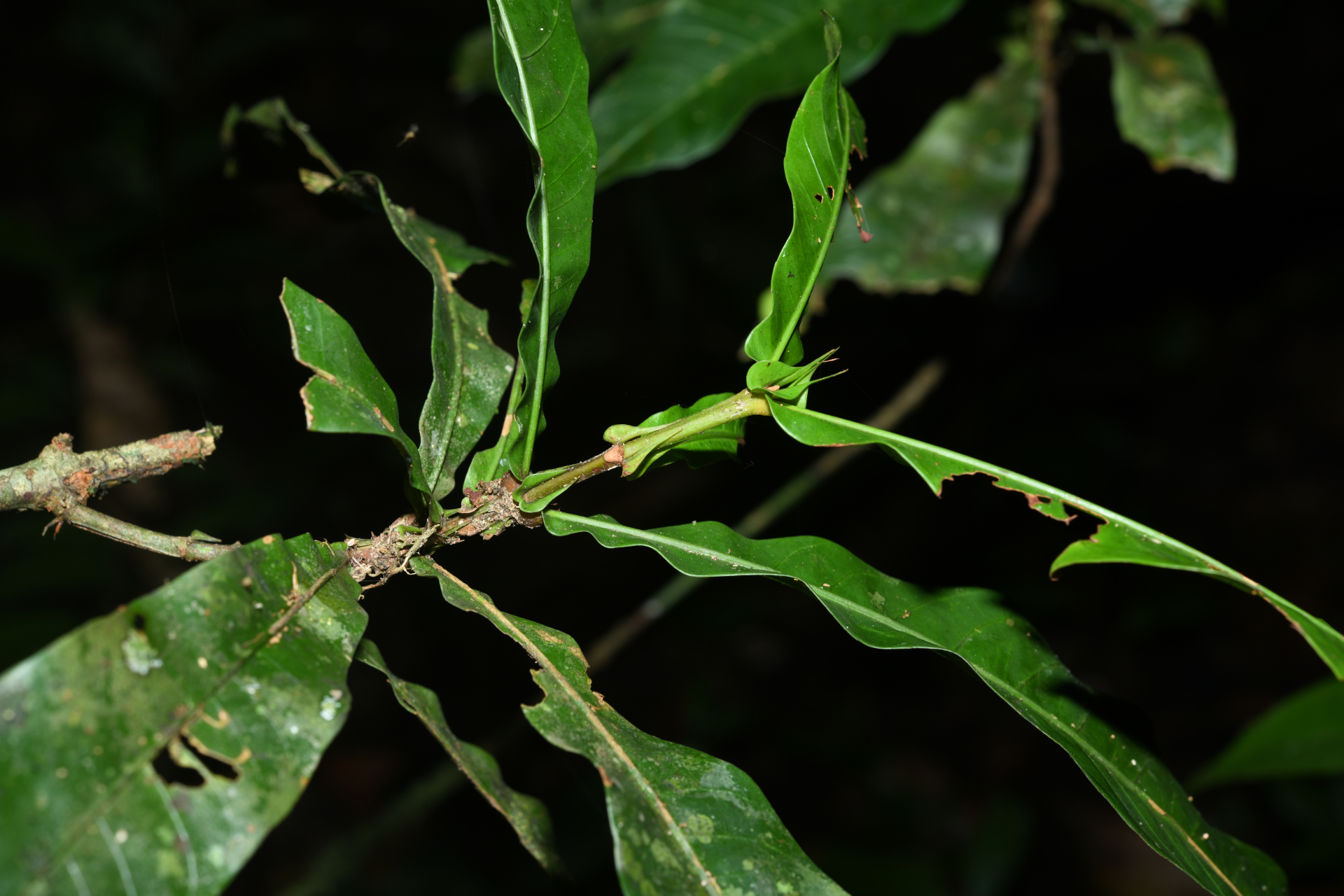 Quiina sessilis Choisy, Planch. & Triana - Photo Bivouac Naturaliste