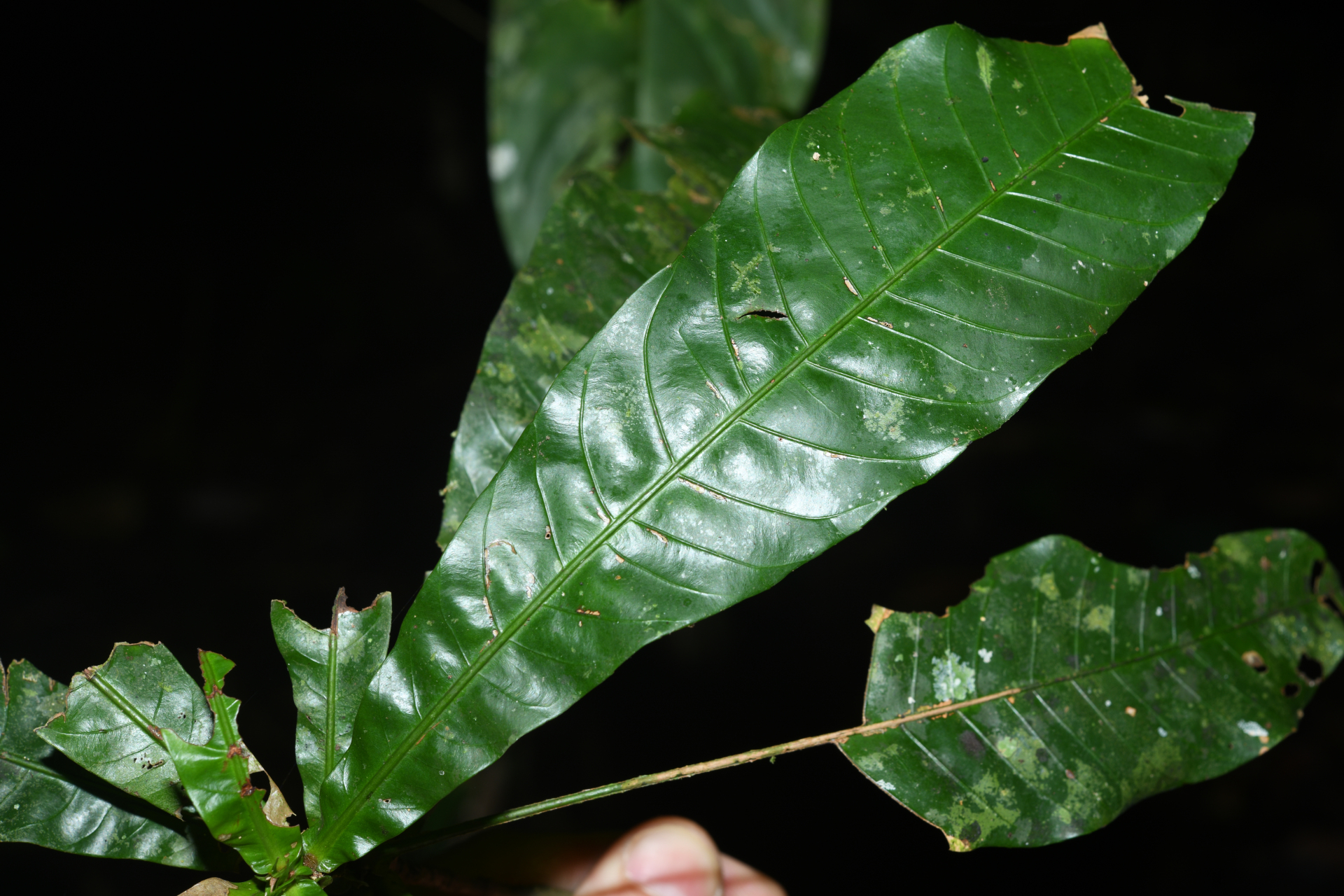 Quiina sessilis Choisy, Planch. & Triana - Photo Bivouac Naturaliste