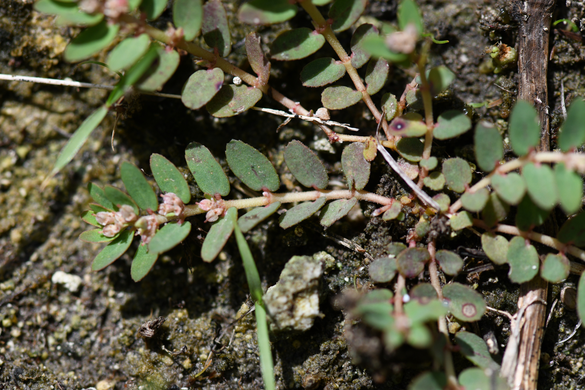 Euphorbia thymifolia L. - Photo Bivouac Naturaliste