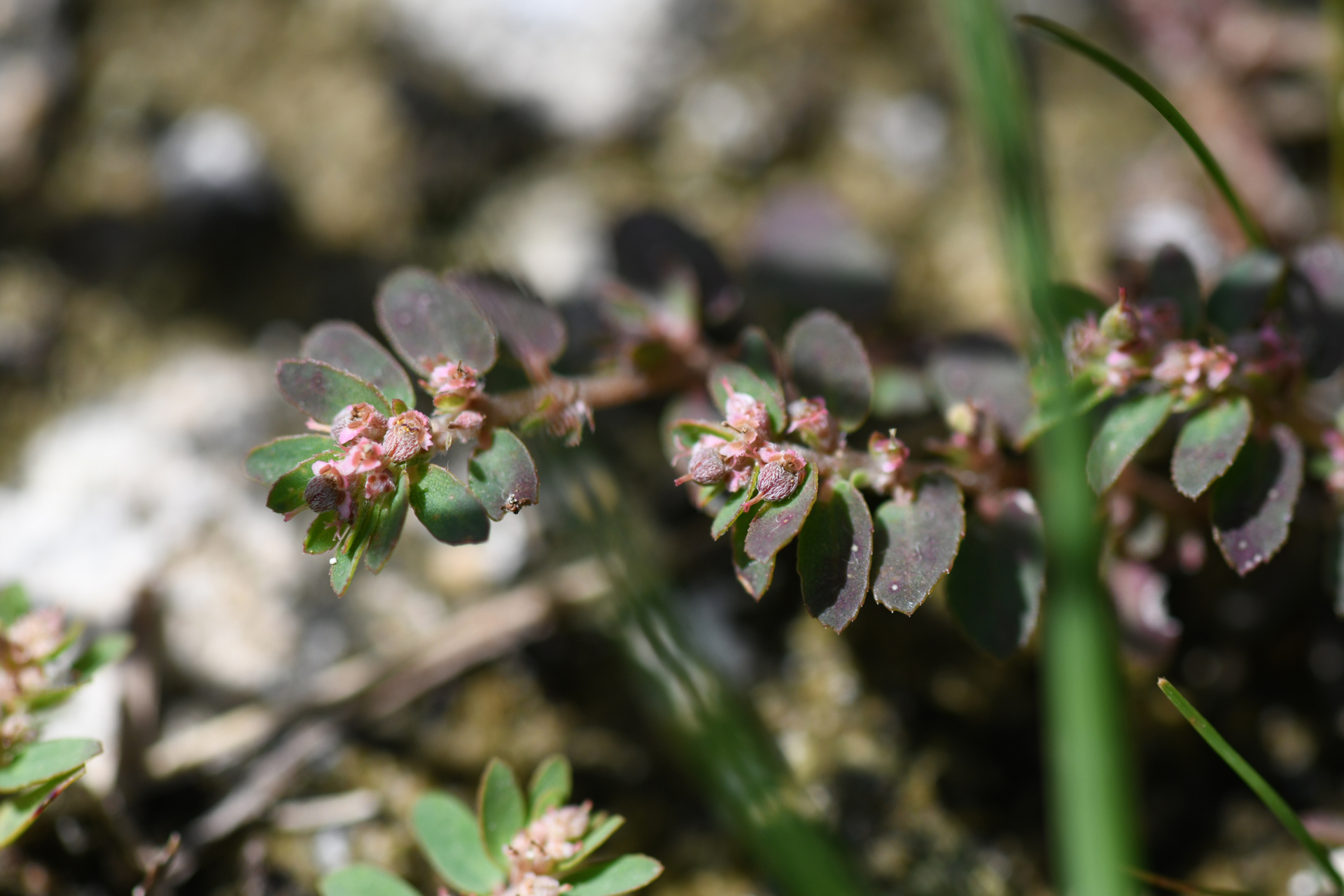 Euphorbia thymifolia L. - Photo Bivouac Naturaliste