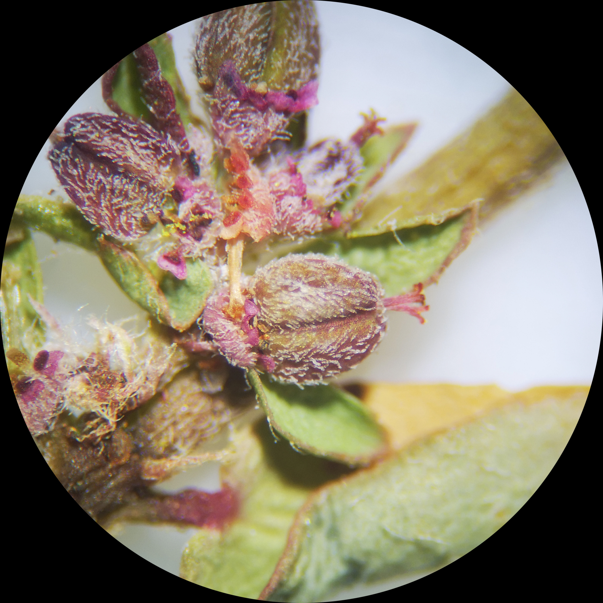 Euphorbia thymifolia L. - Photo Bivouac Naturaliste