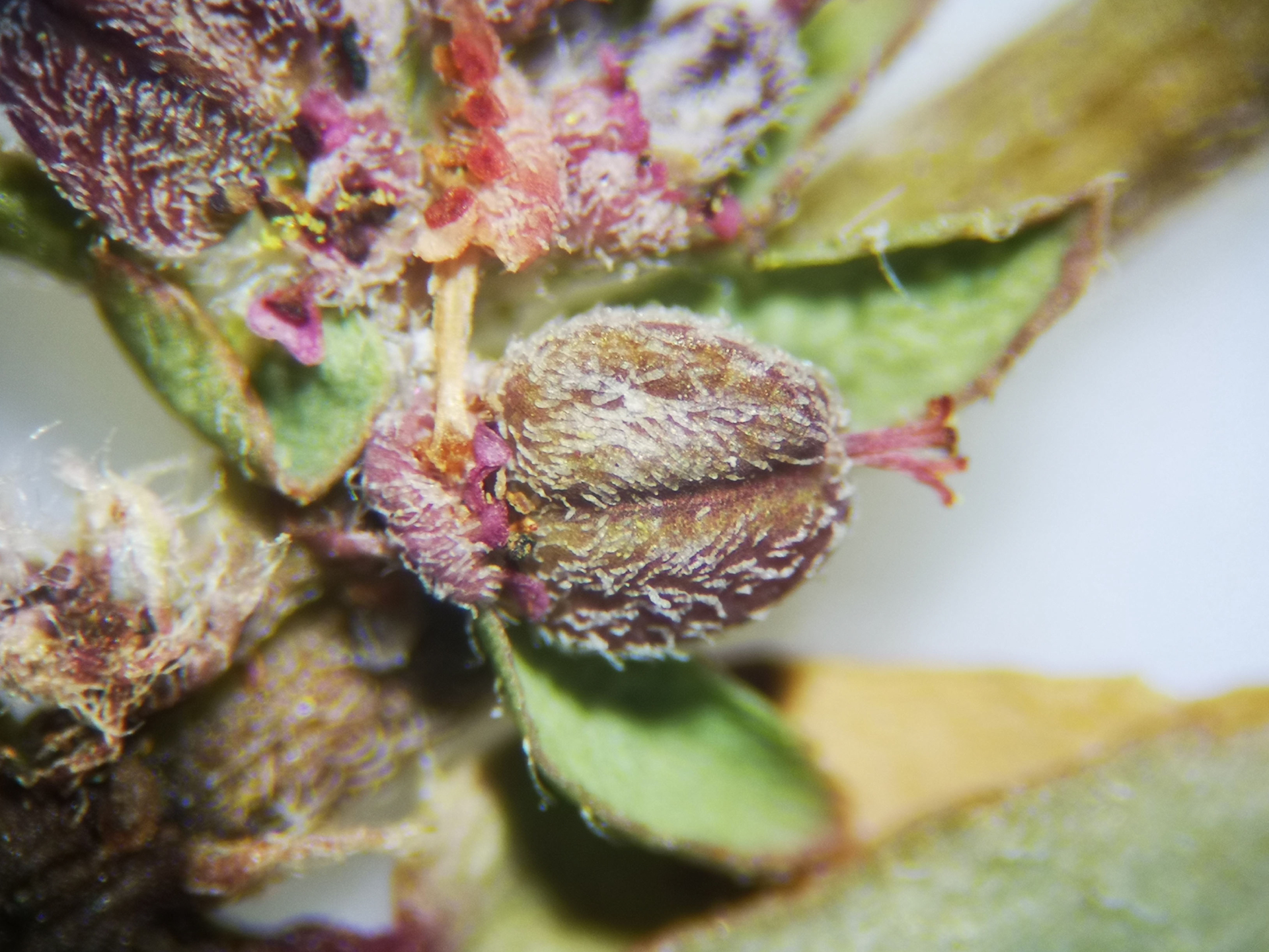 Euphorbia thymifolia L. - Photo Bivouac Naturaliste