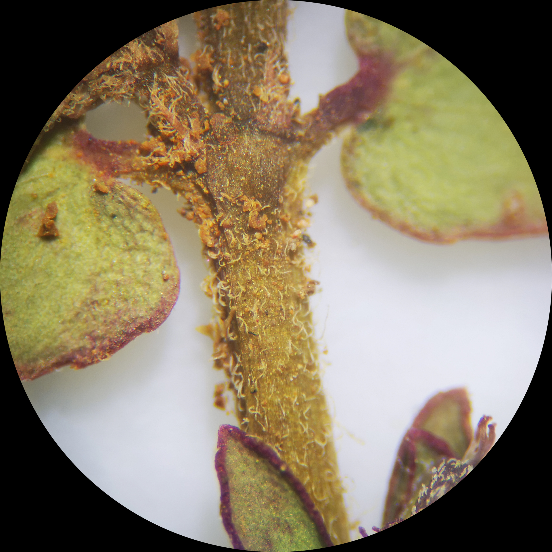 Euphorbia thymifolia L. - Photo Bivouac Naturaliste