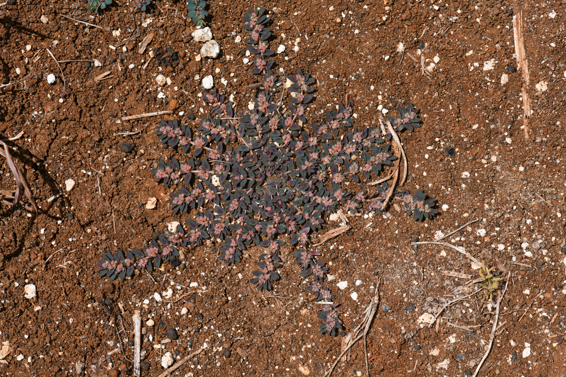 Euphorbia thymifolia L. - Photo Bivouac Naturaliste