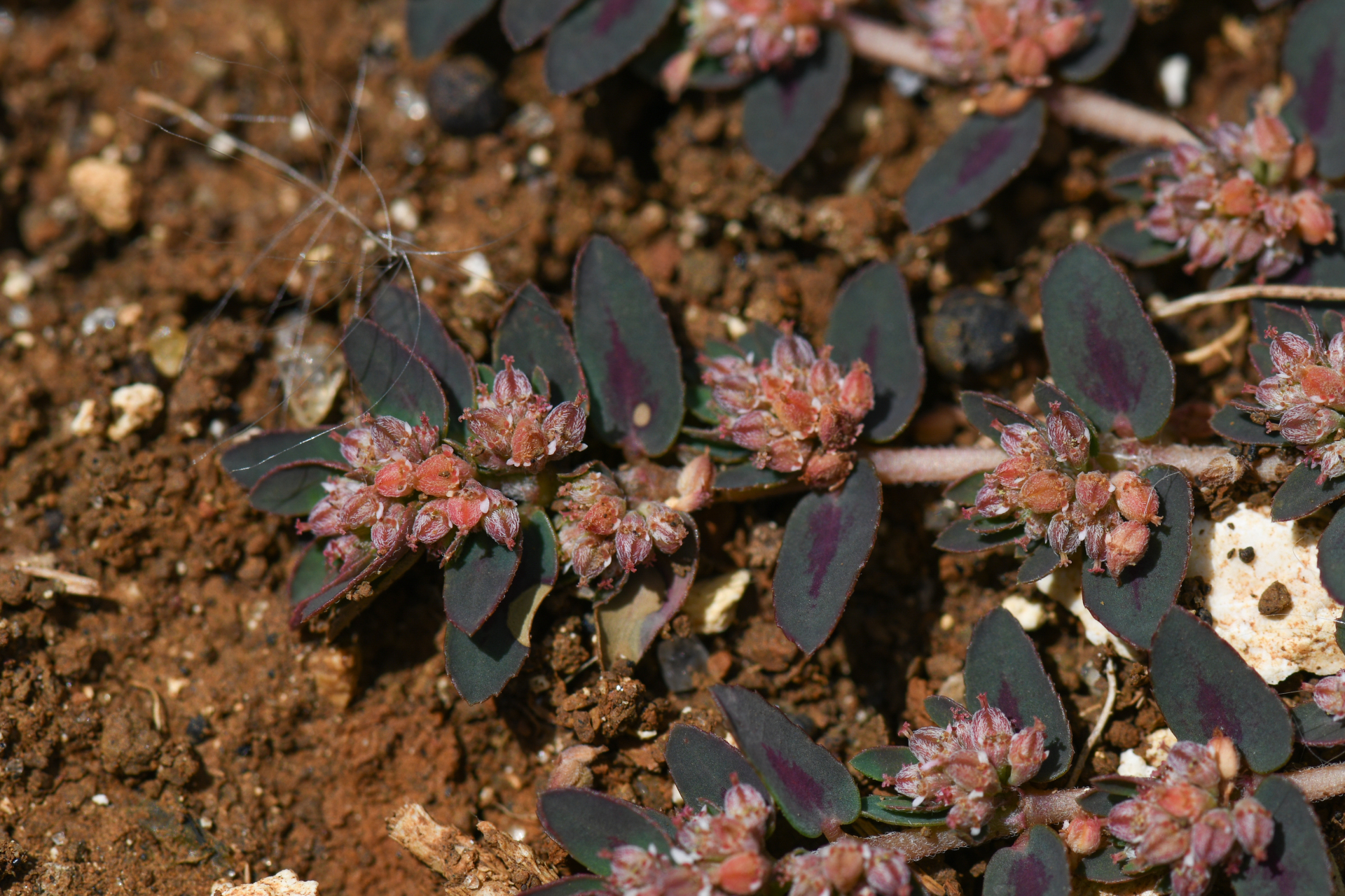 Euphorbia thymifolia L. - Photo Bivouac Naturaliste