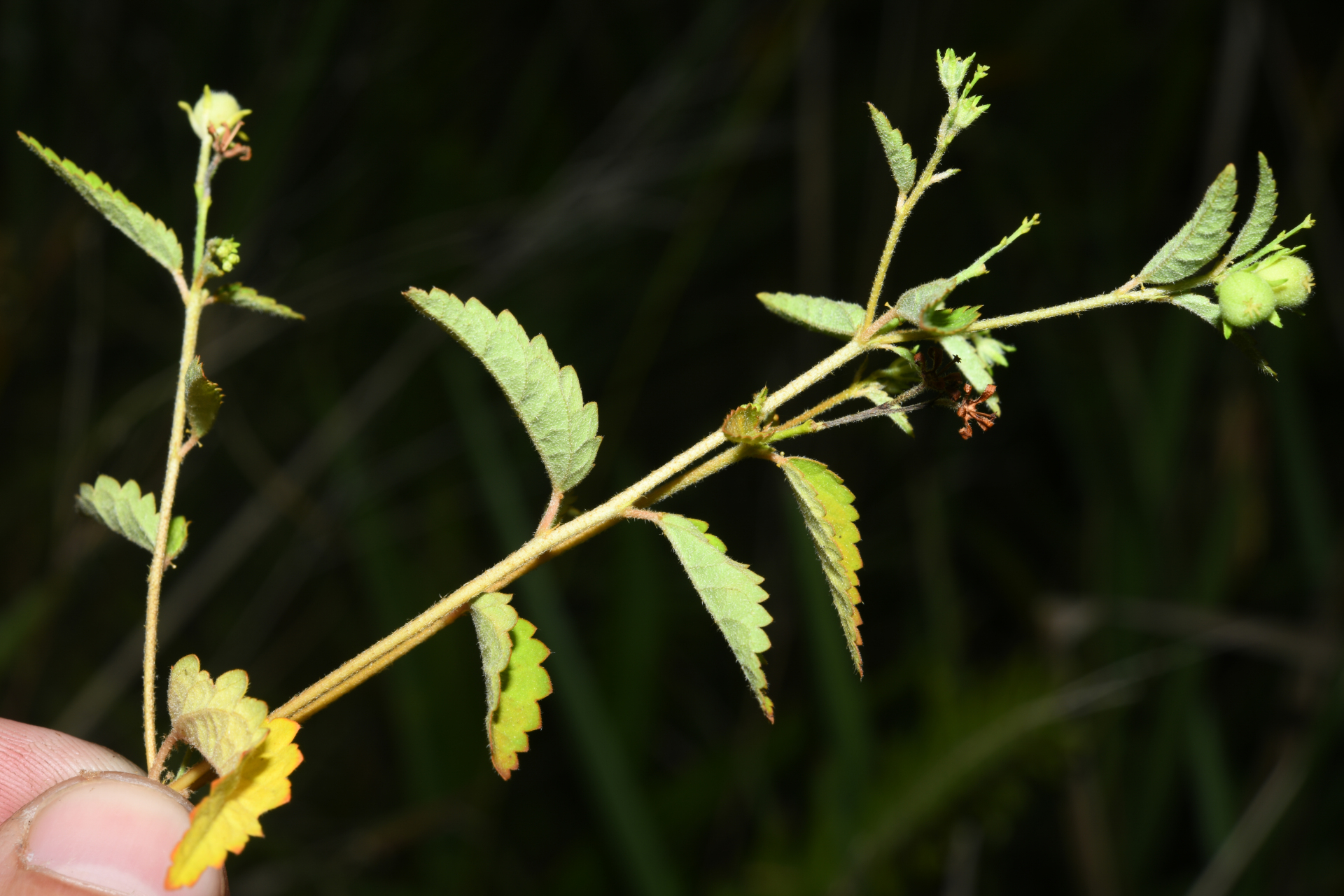 Croton trinitatis Millsp. - Photo Bivouac Naturaliste
