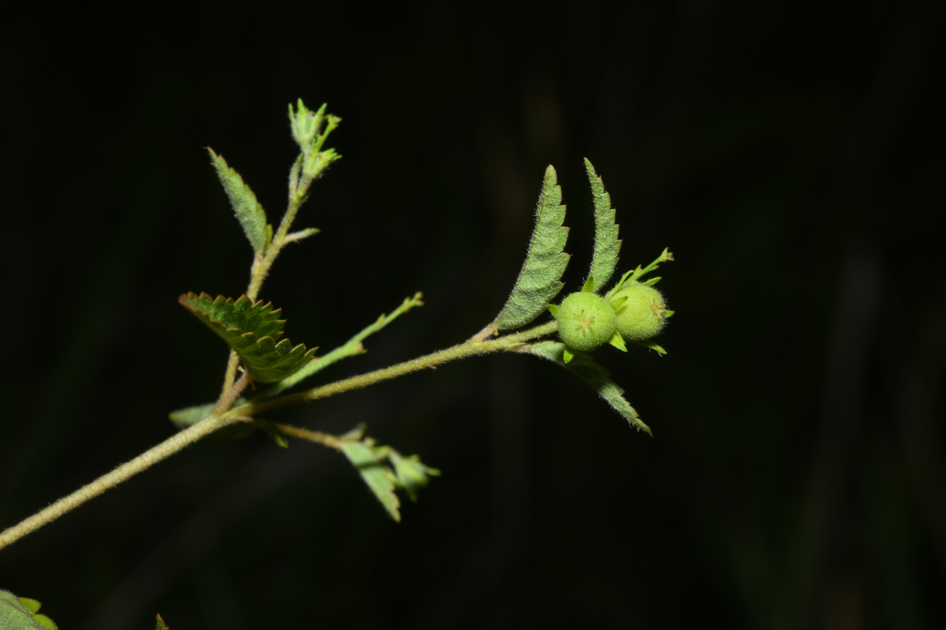 Croton trinitatis Millsp. - Photo Bivouac Naturaliste