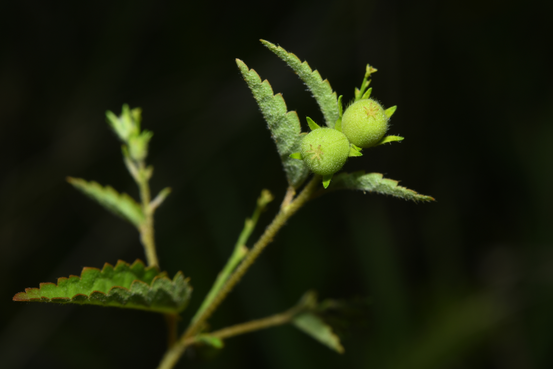 Croton trinitatis Millsp. - Photo Bivouac Naturaliste
