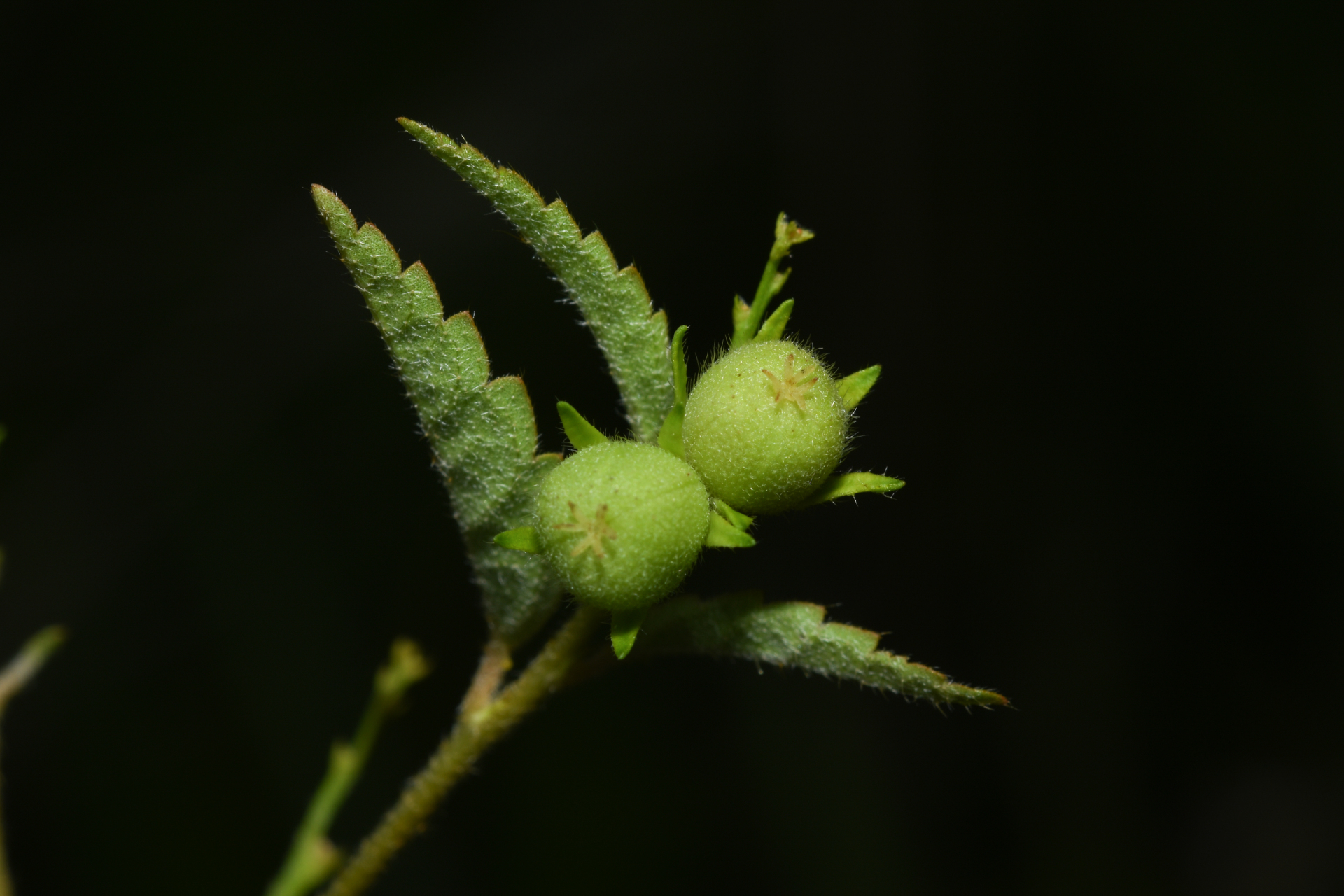 Croton trinitatis Millsp. - Photo Bivouac Naturaliste
