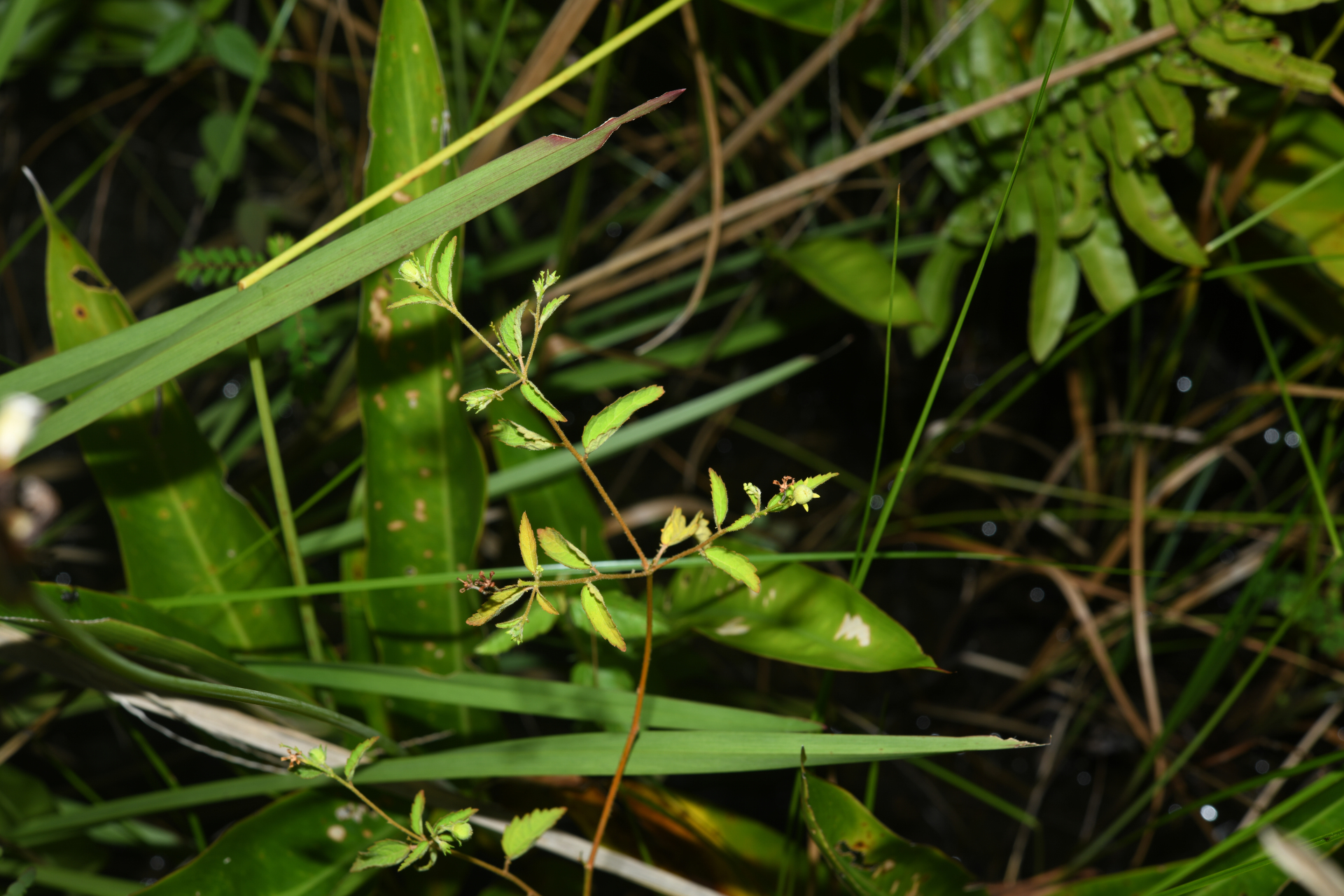 Croton trinitatis Millsp. - Photo Bivouac Naturaliste