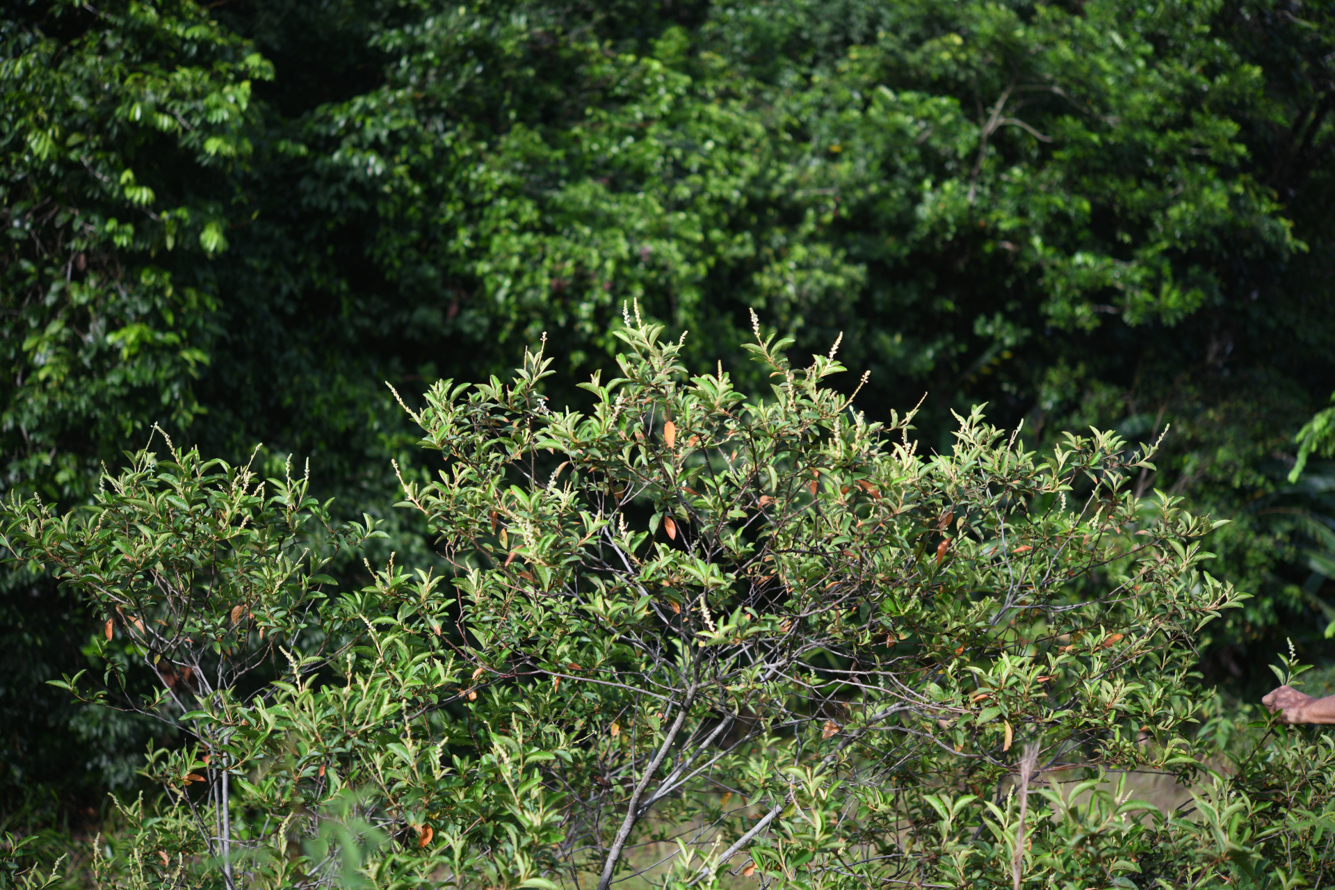 Croton hostmannii Miq. - Photo Bivouac Naturaliste