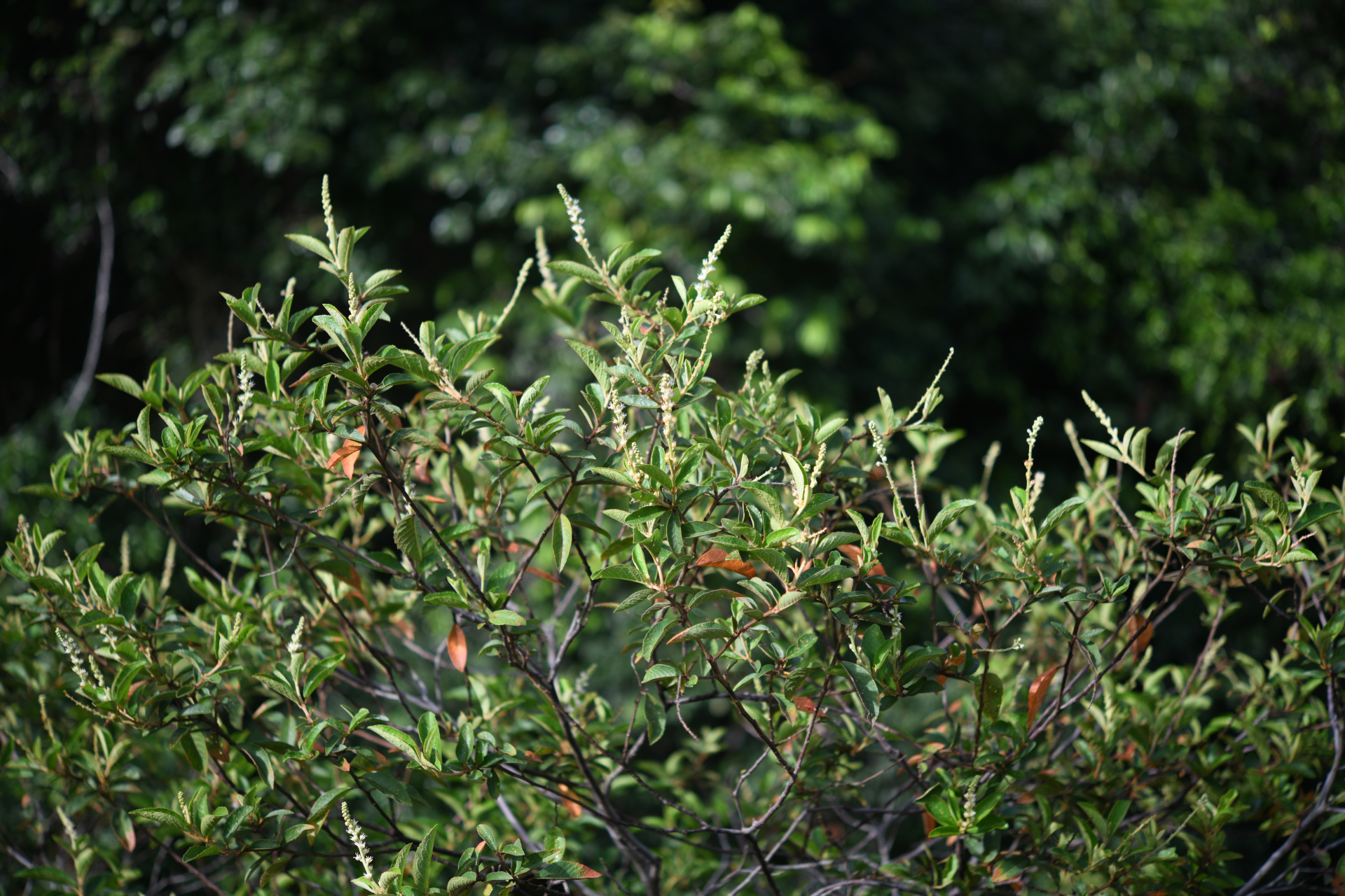 Croton hostmannii Miq. - Photo Bivouac Naturaliste
