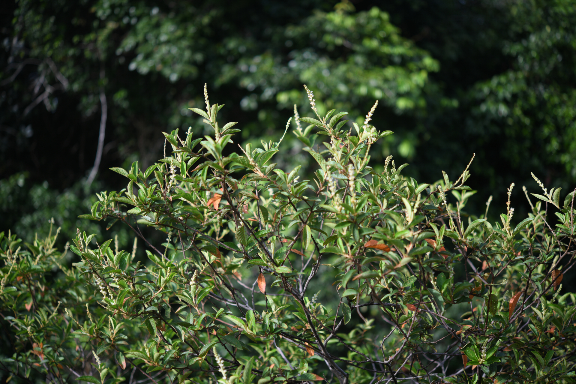 Croton hostmannii Miq. - Photo Bivouac Naturaliste