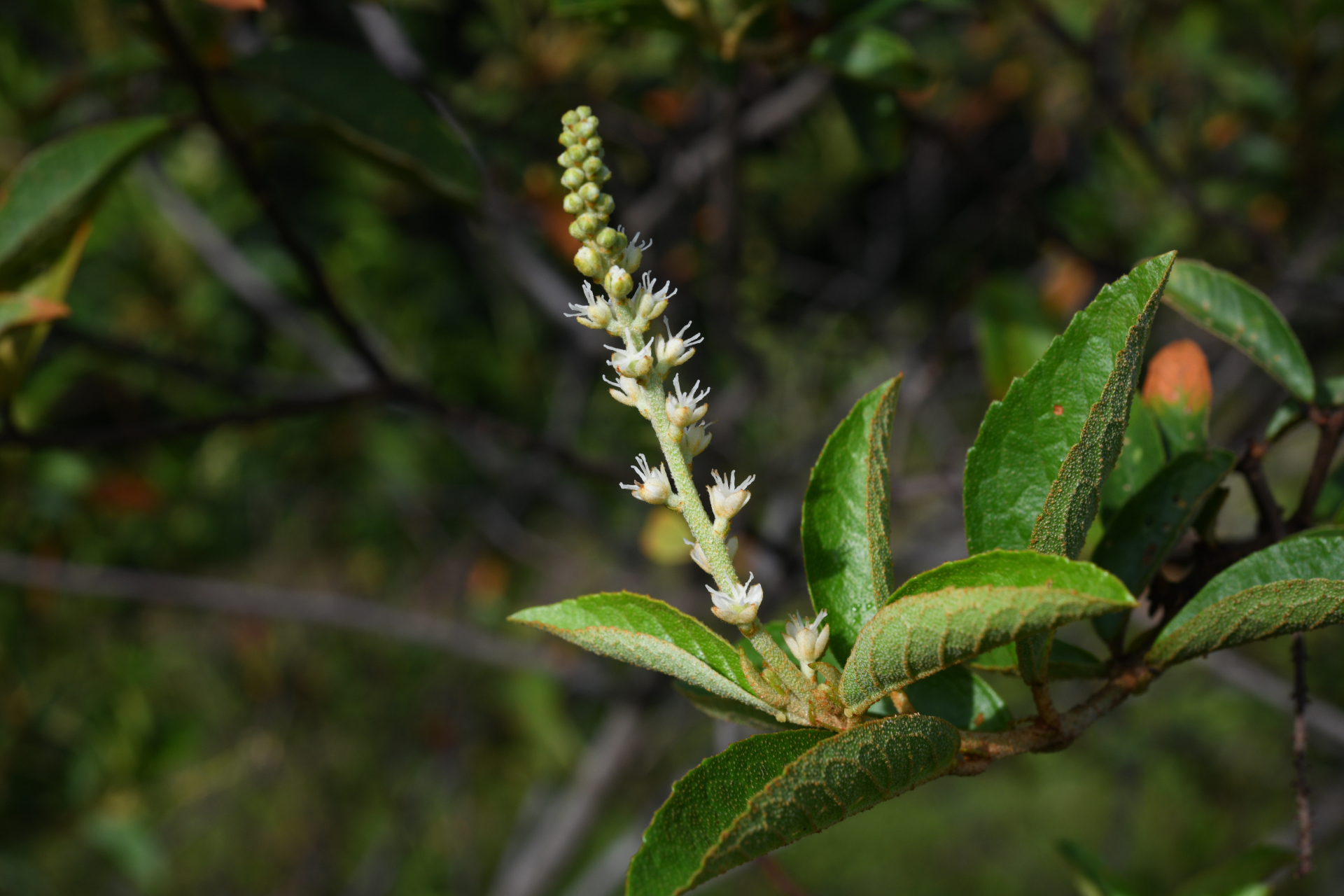 Croton hostmannii Miq. - Photo Bivouac Naturaliste