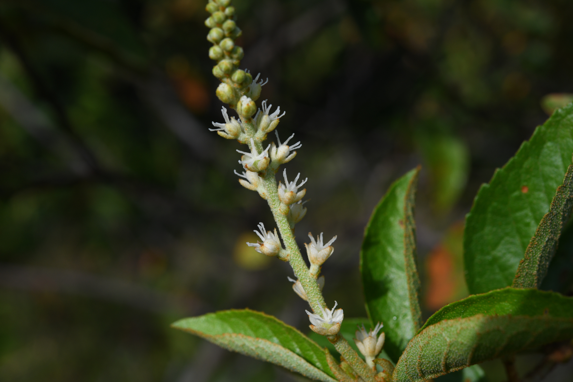 Croton hostmannii Miq. - Photo Bivouac Naturaliste