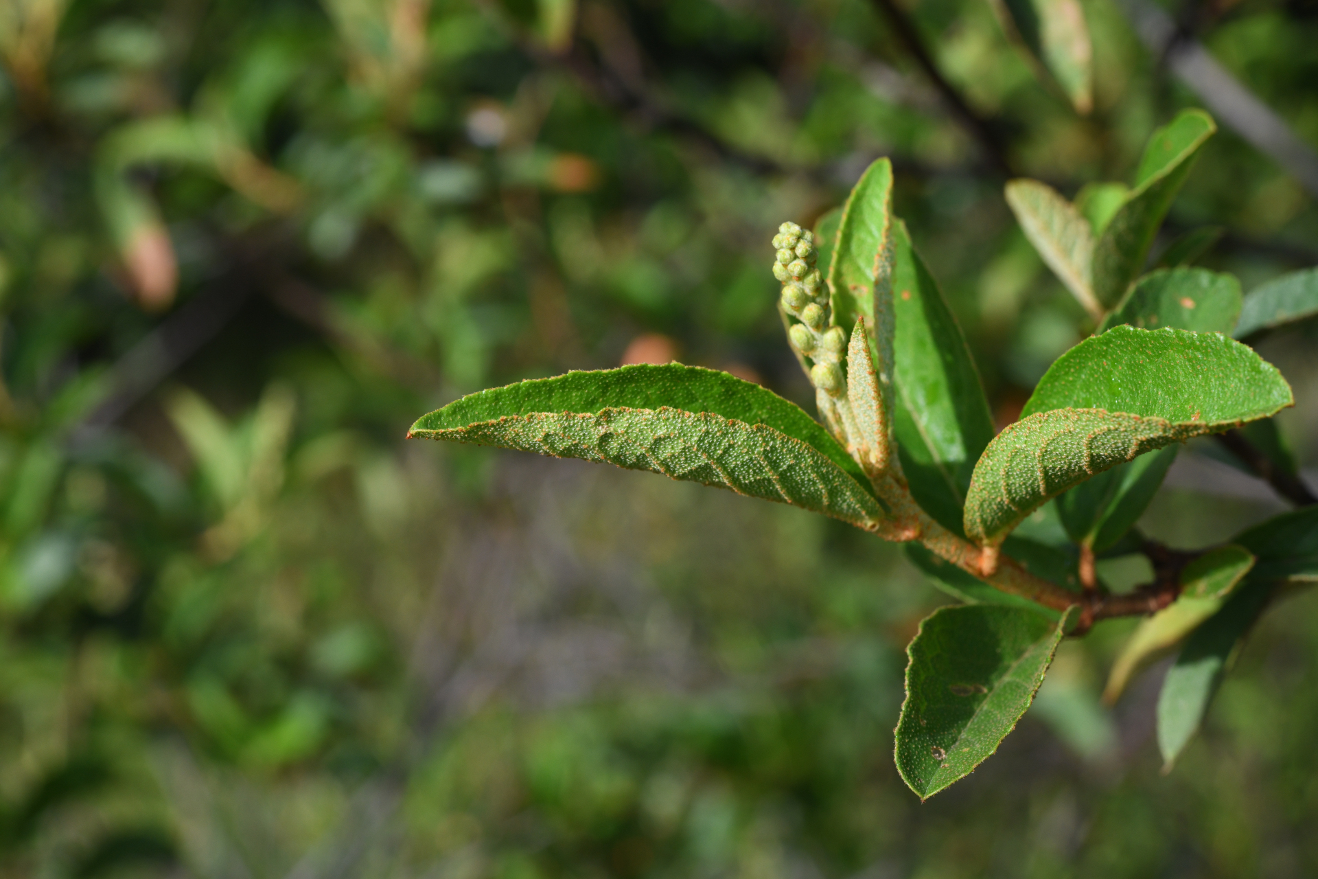 Croton hostmannii Miq. - Photo Bivouac Naturaliste