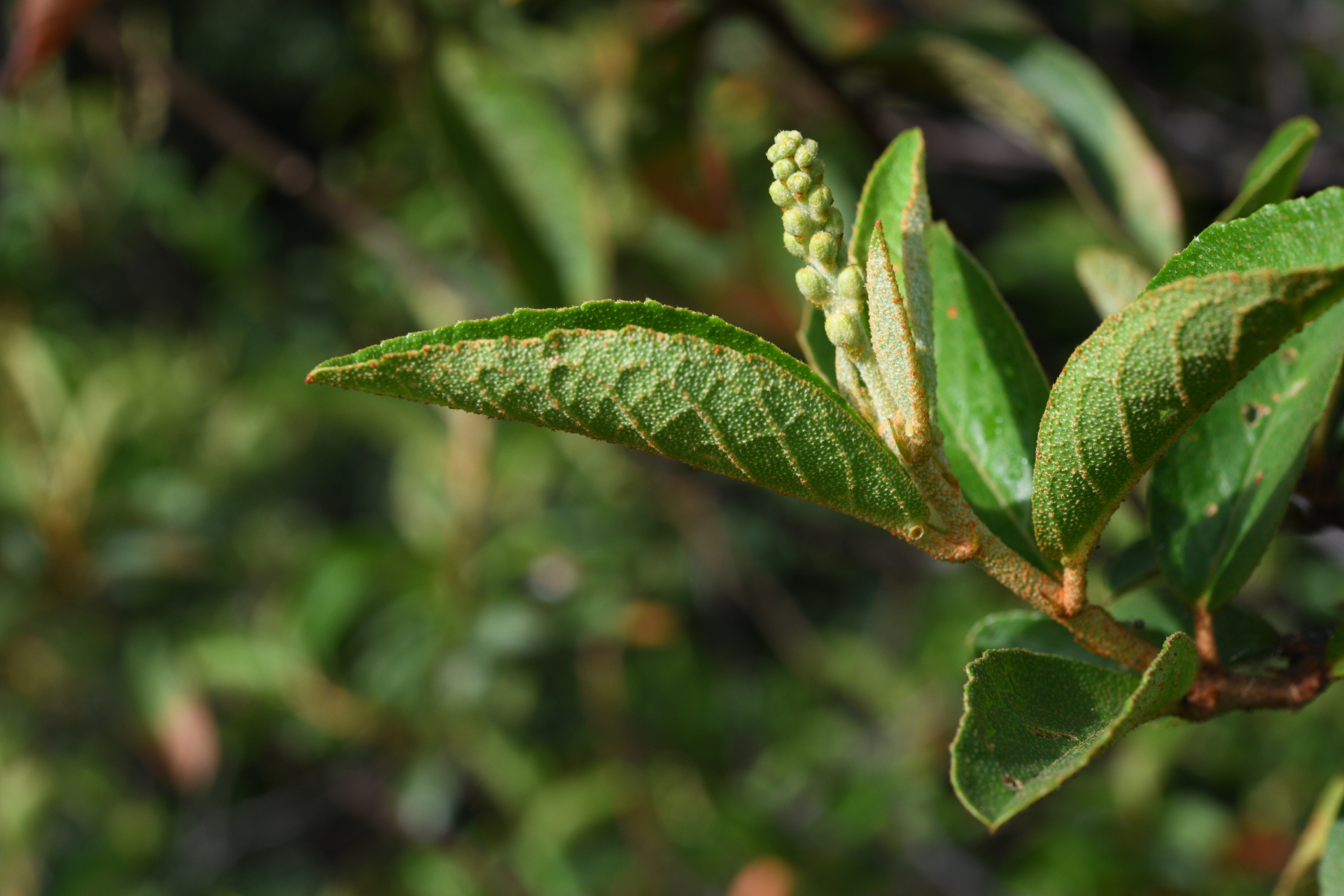 Croton hostmannii Miq. - Photo Bivouac Naturaliste