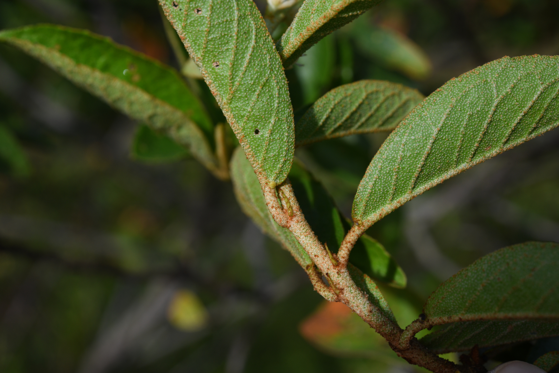 Croton hostmannii Miq. - Photo Bivouac Naturaliste