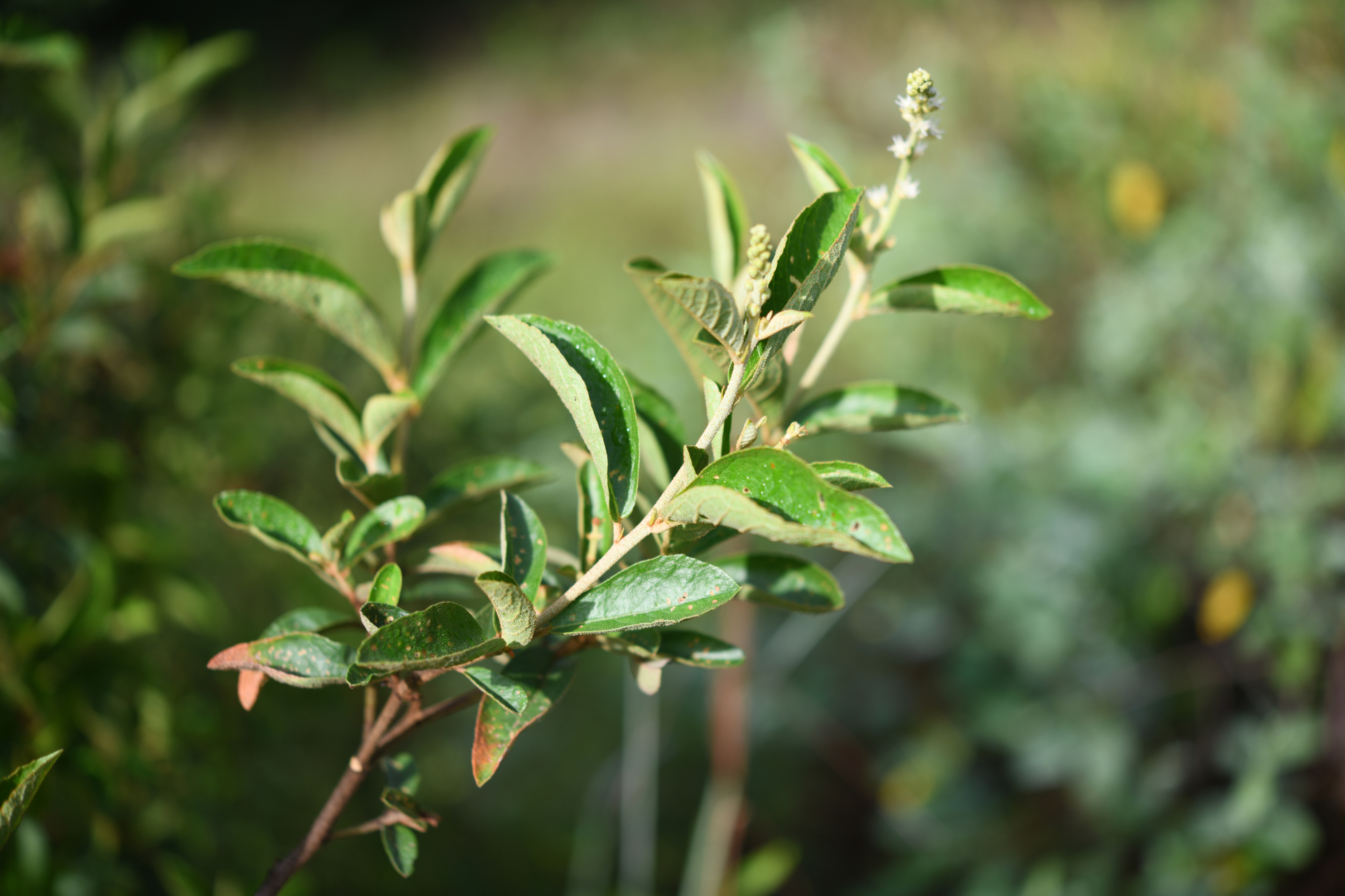 Croton hostmannii Miq. - Photo Bivouac Naturaliste