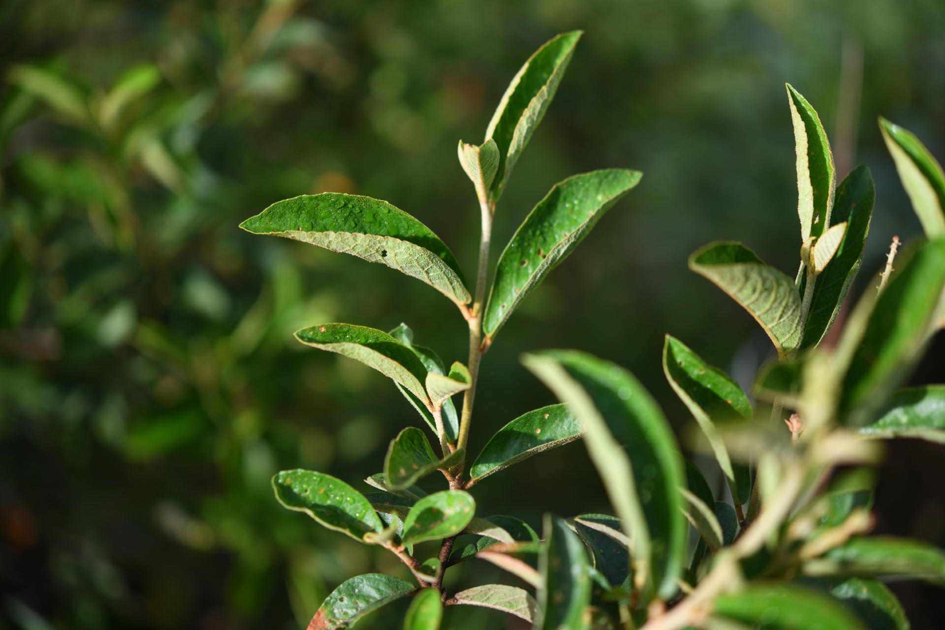 Croton hostmannii Miq. - Photo Bivouac Naturaliste