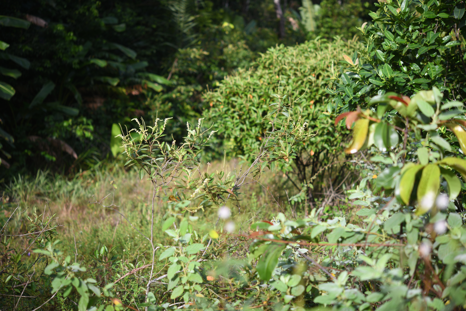 Croton hostmannii Miq. - Photo Bivouac Naturaliste